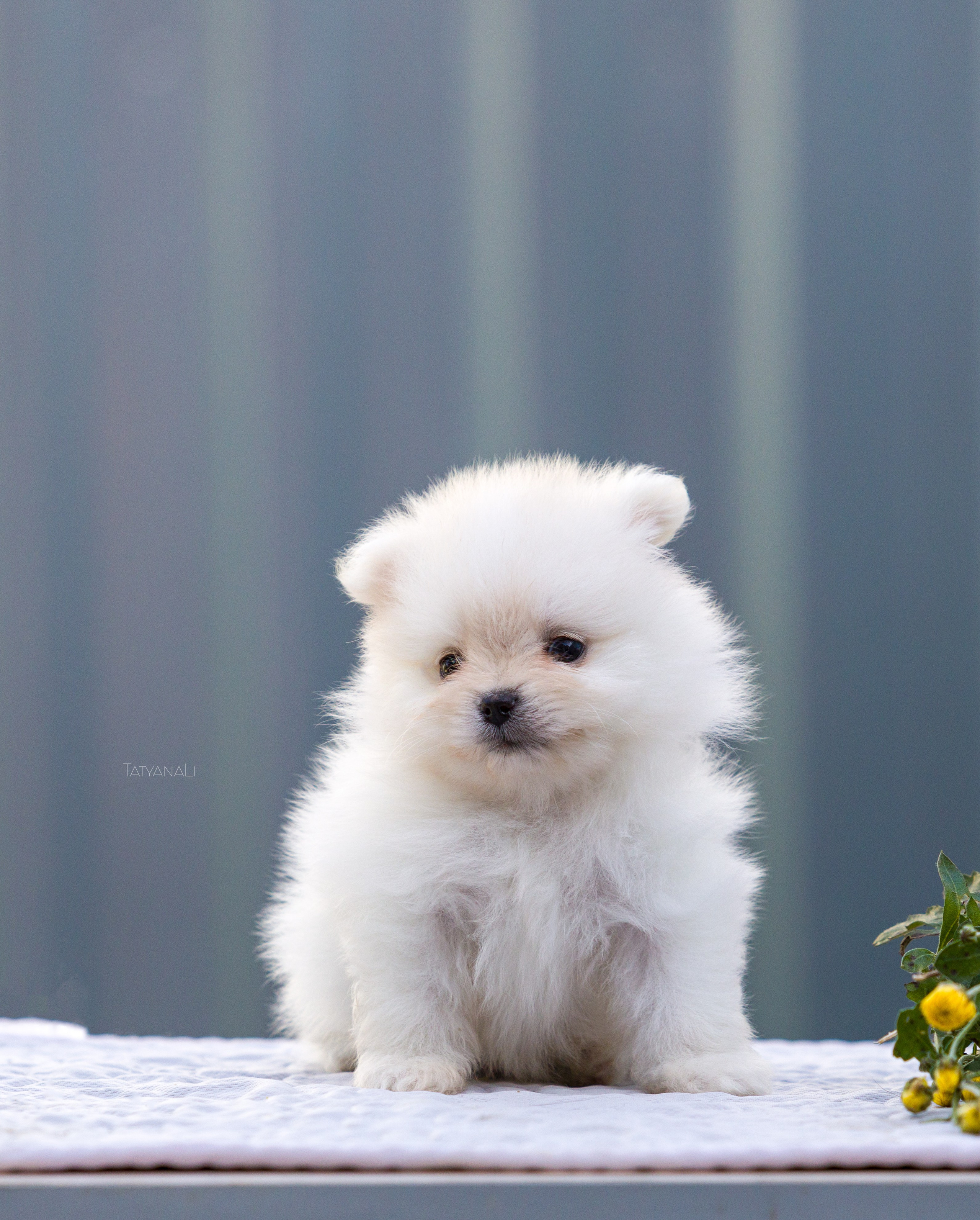 Немецкий шпиц миниатюрный. Фотограф — анималист Татьяна Ли