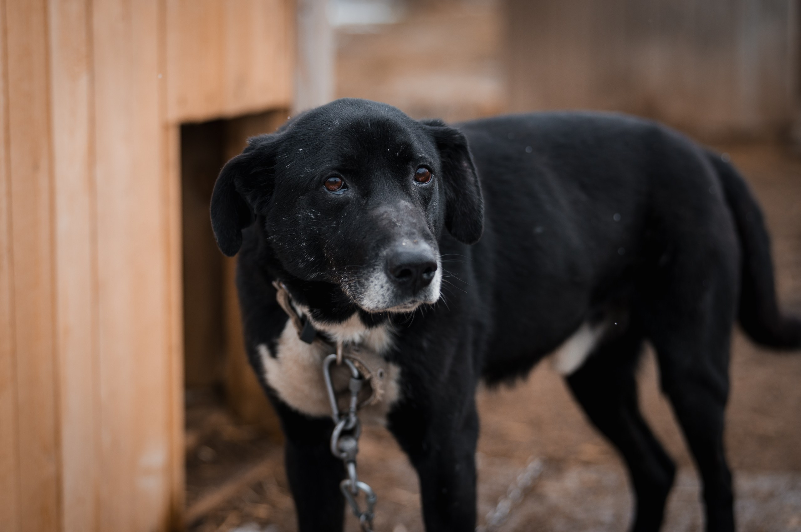 Малыш. Улыбка собаки — спасение и пристройство бездомных собак
