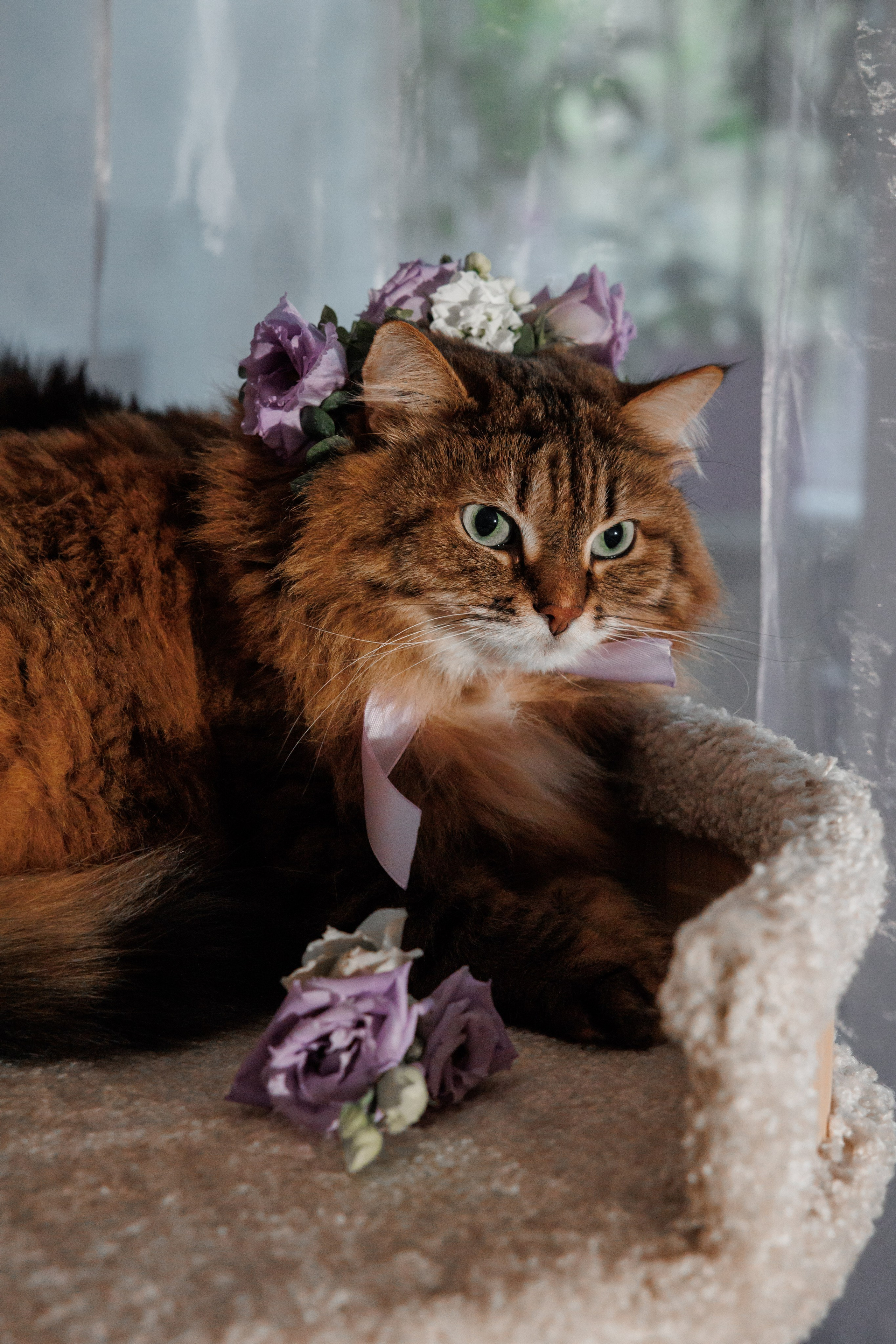 Константин и Дарья, ЗАГС ВДНХ, отель Soluxe, ресторан «Антик». Свадебный и репортажный фотограф (Москва, Королев и другие)