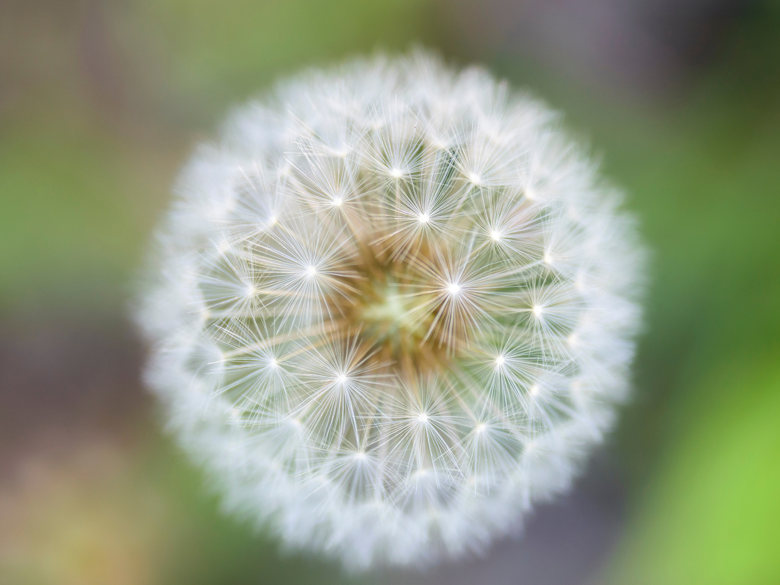 Цветы. Фотограф Вадим Хмурковский