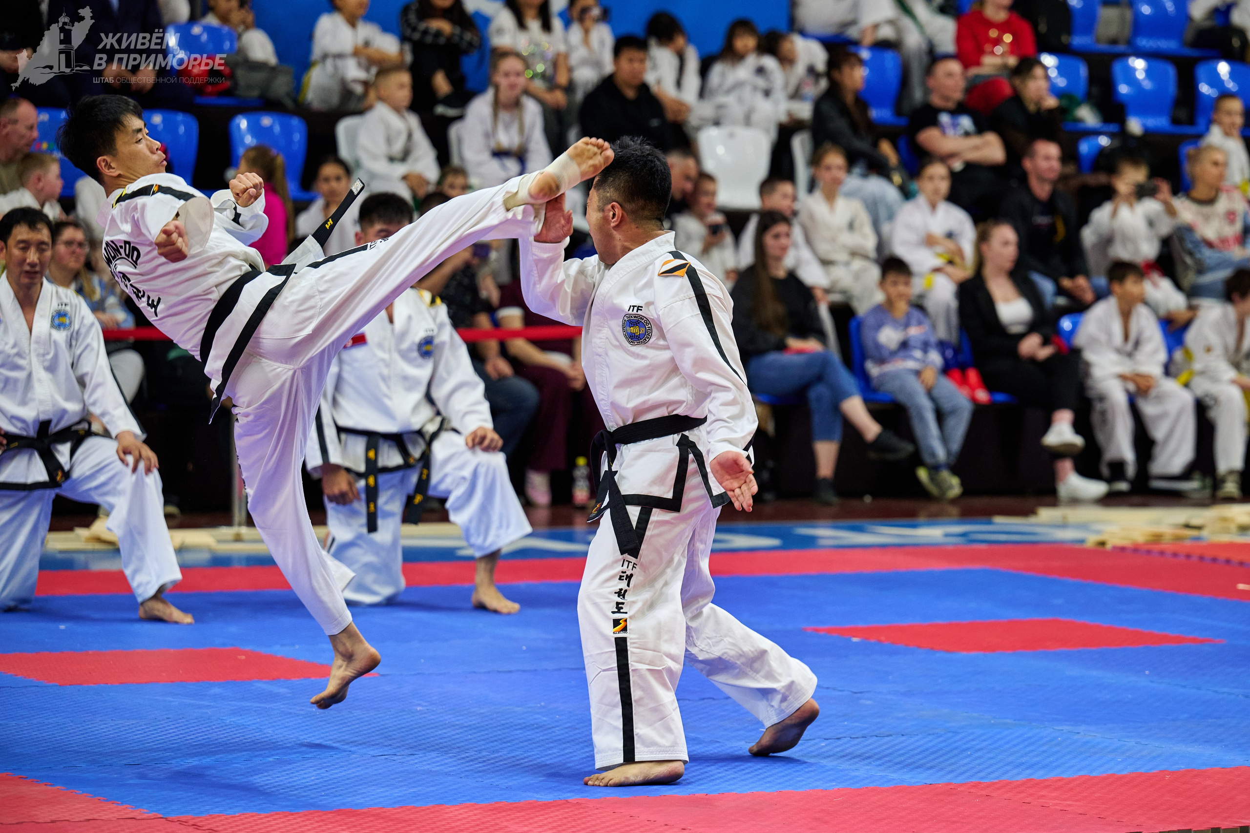 Кубок губернатора по тхэквондо. Профессиональный репортажный фотограф Инесса Иминова