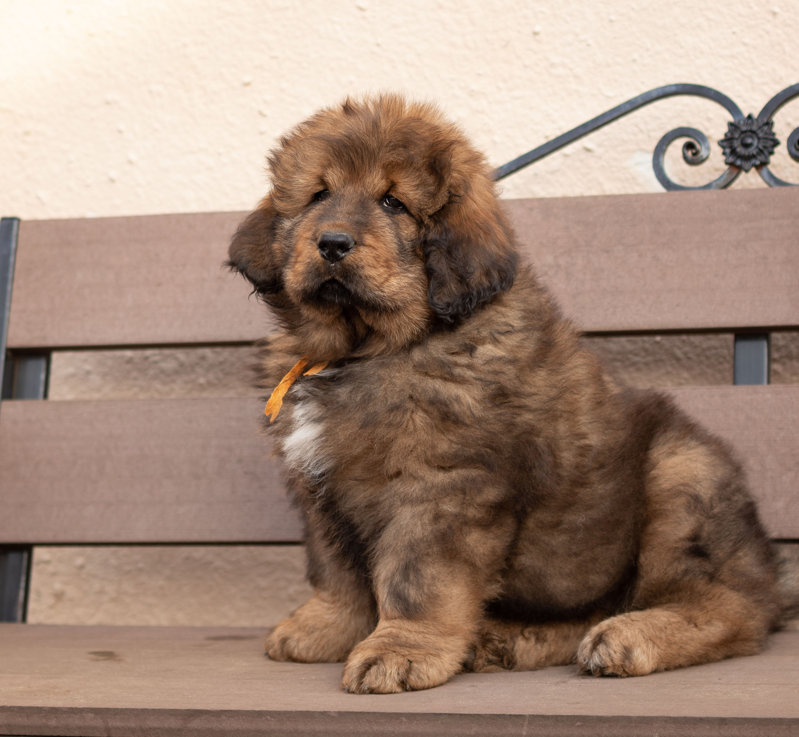 Тибетский мастиф. Юлия Микульская. Рыбинск