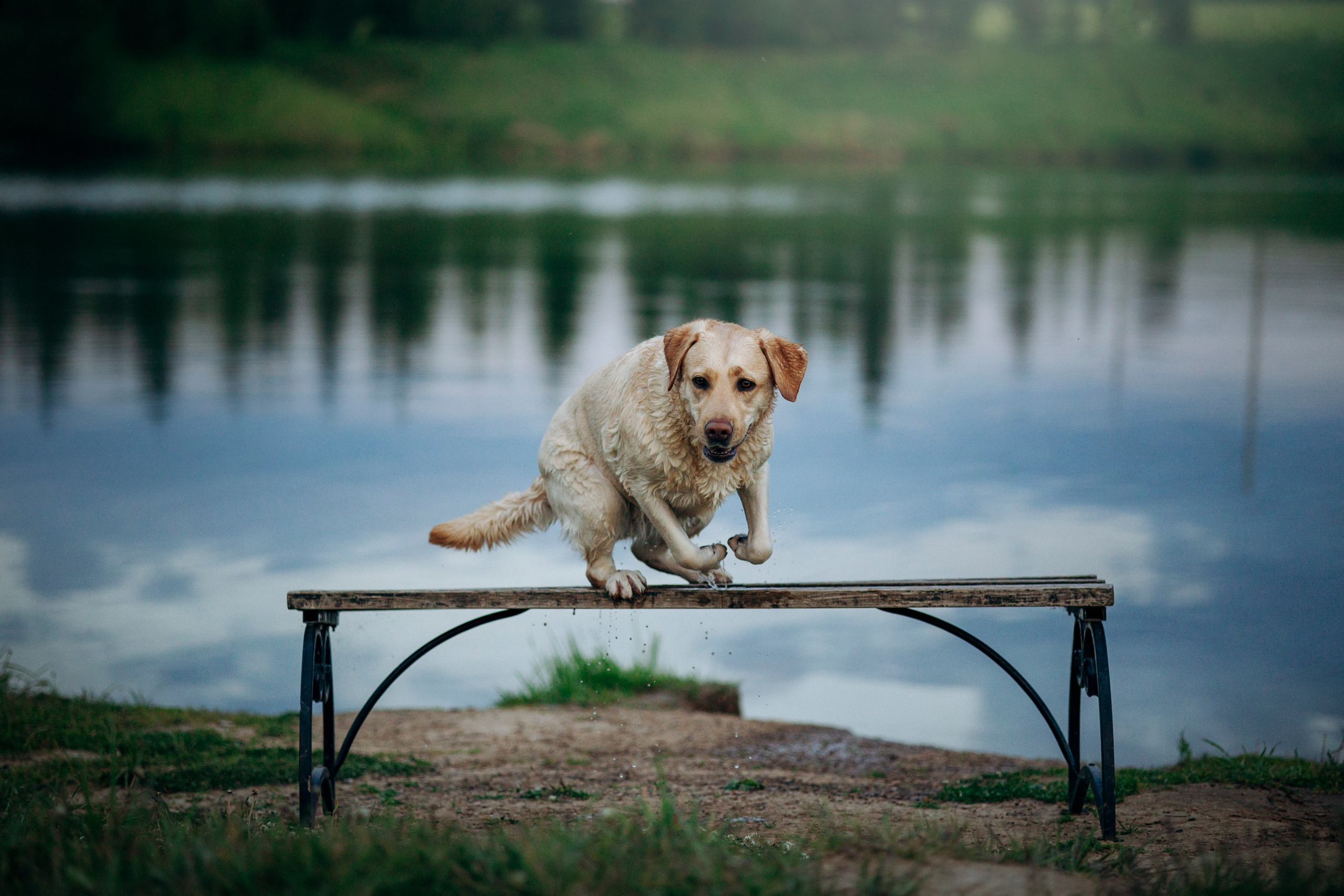 Шани и ее семья. Фотограф — Анималист | Санкт-Петербург