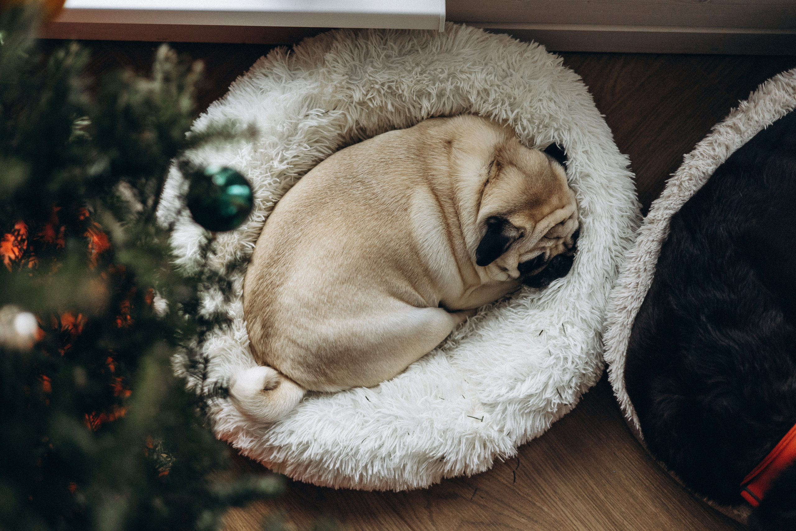 Семейная для Ксюши. Фотограф — Анималист | Санкт-Петербург