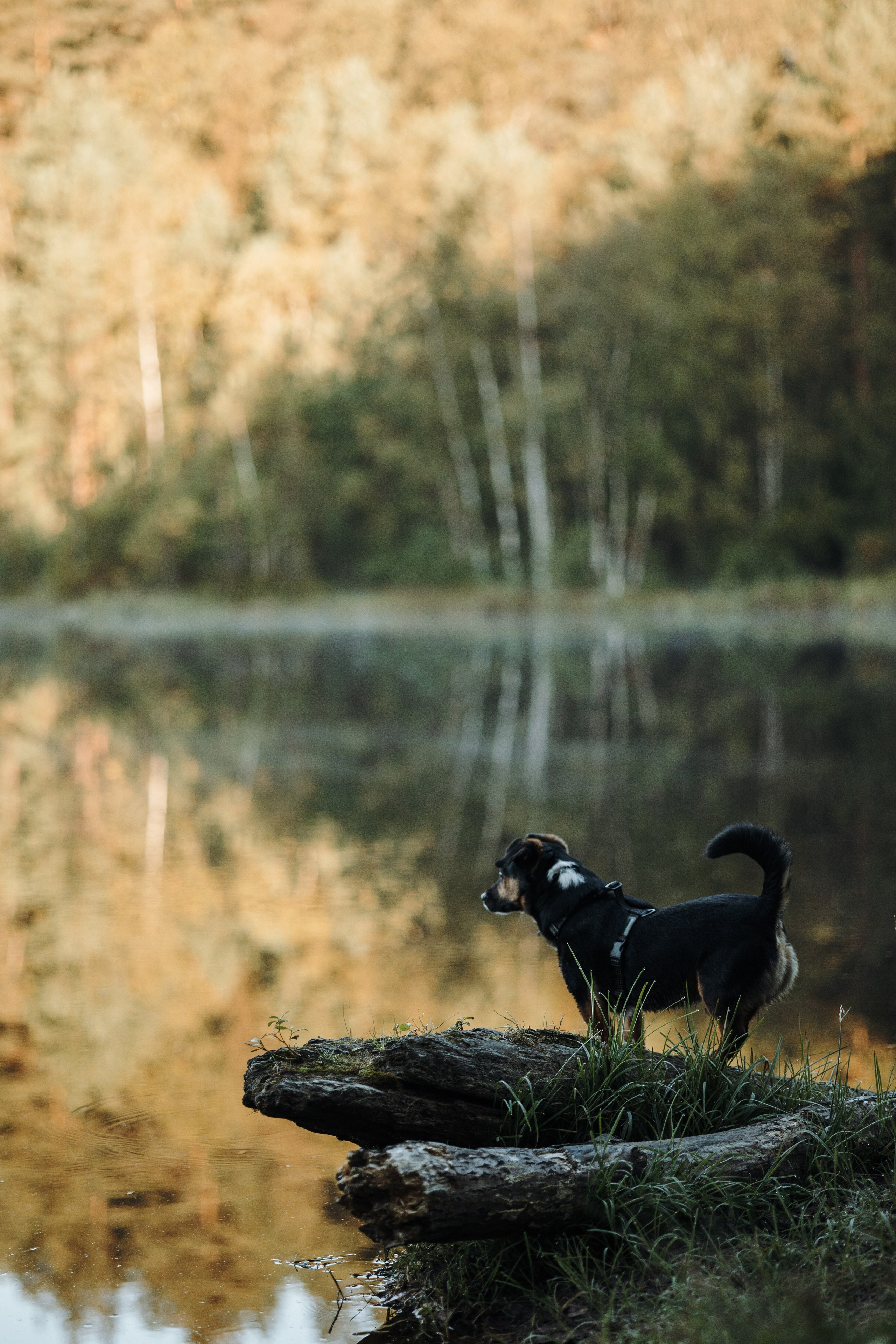 Ольга и Рекс. Фотограф — Анималист | Санкт-Петербург