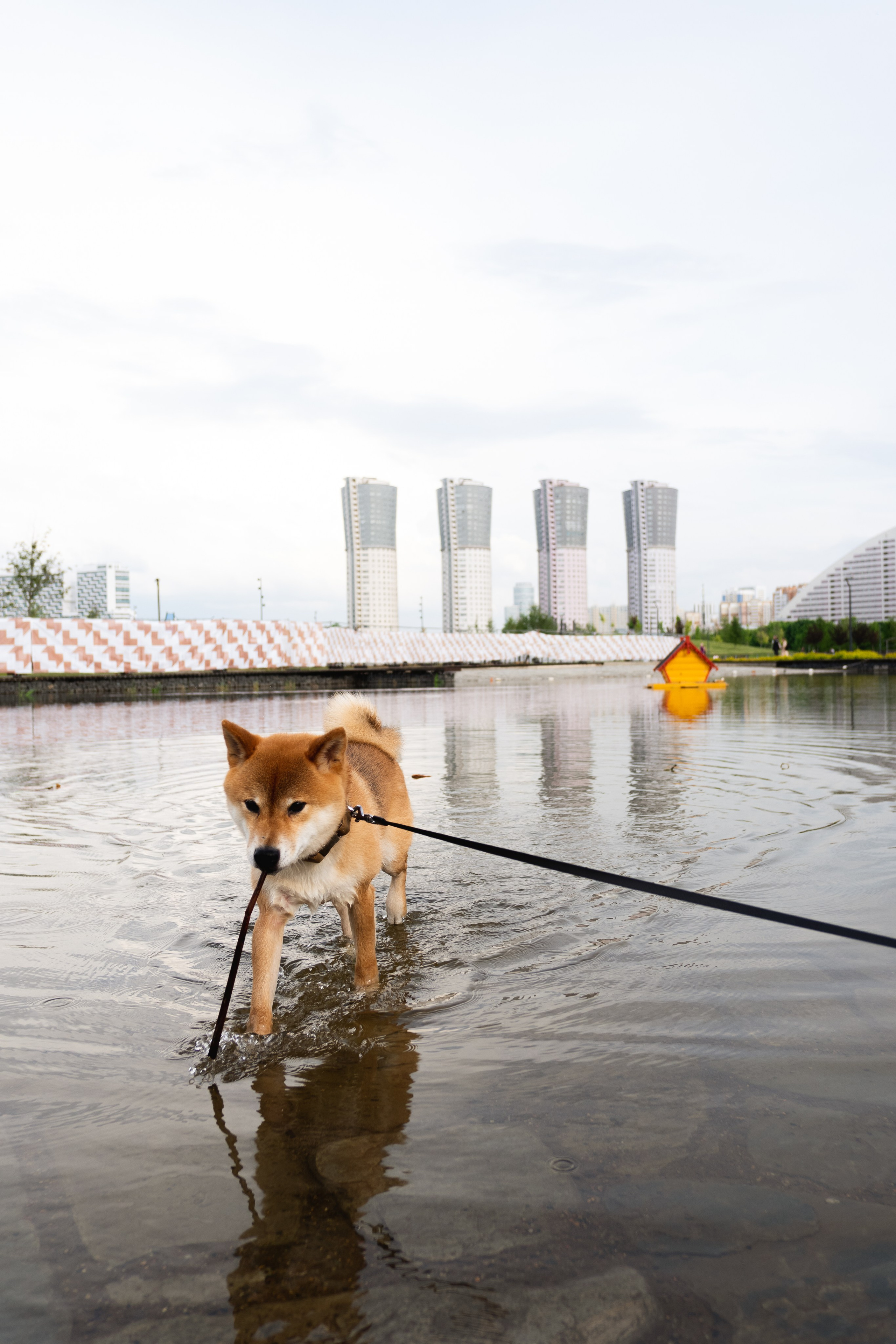 Pets. Фотограф в Москве Daria Lens