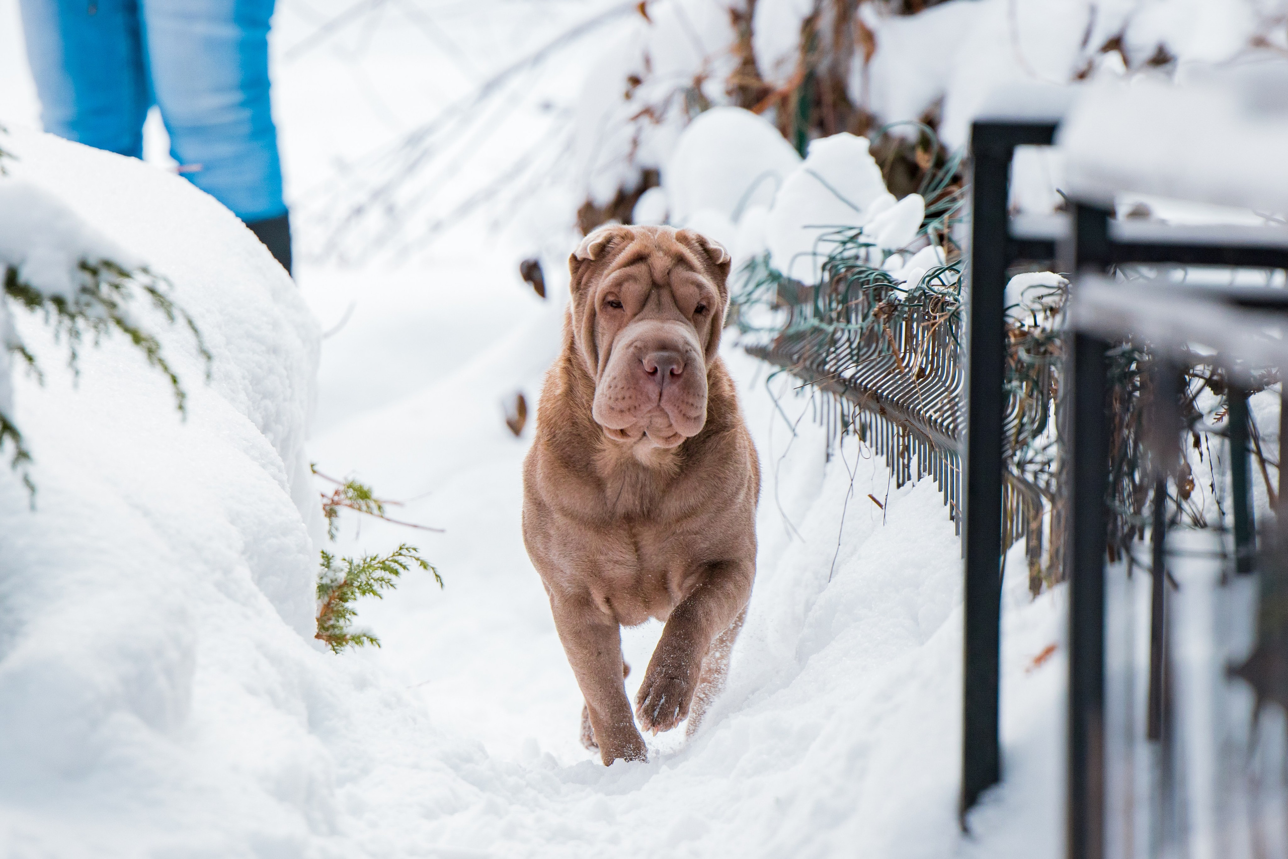 В гостях у шарпеев 16.01.2024. Фотограф-анималист Юлия Германика