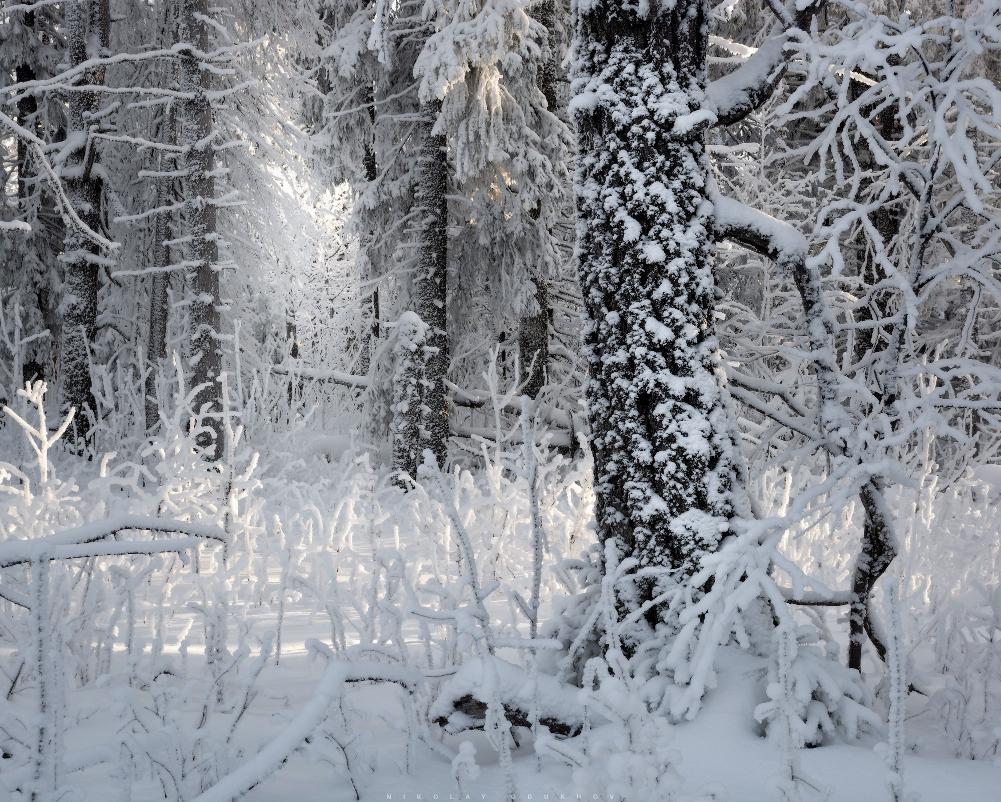 Зимний день в лесу на склонах Белой наполнен светом и покоем заснеженных елей.
