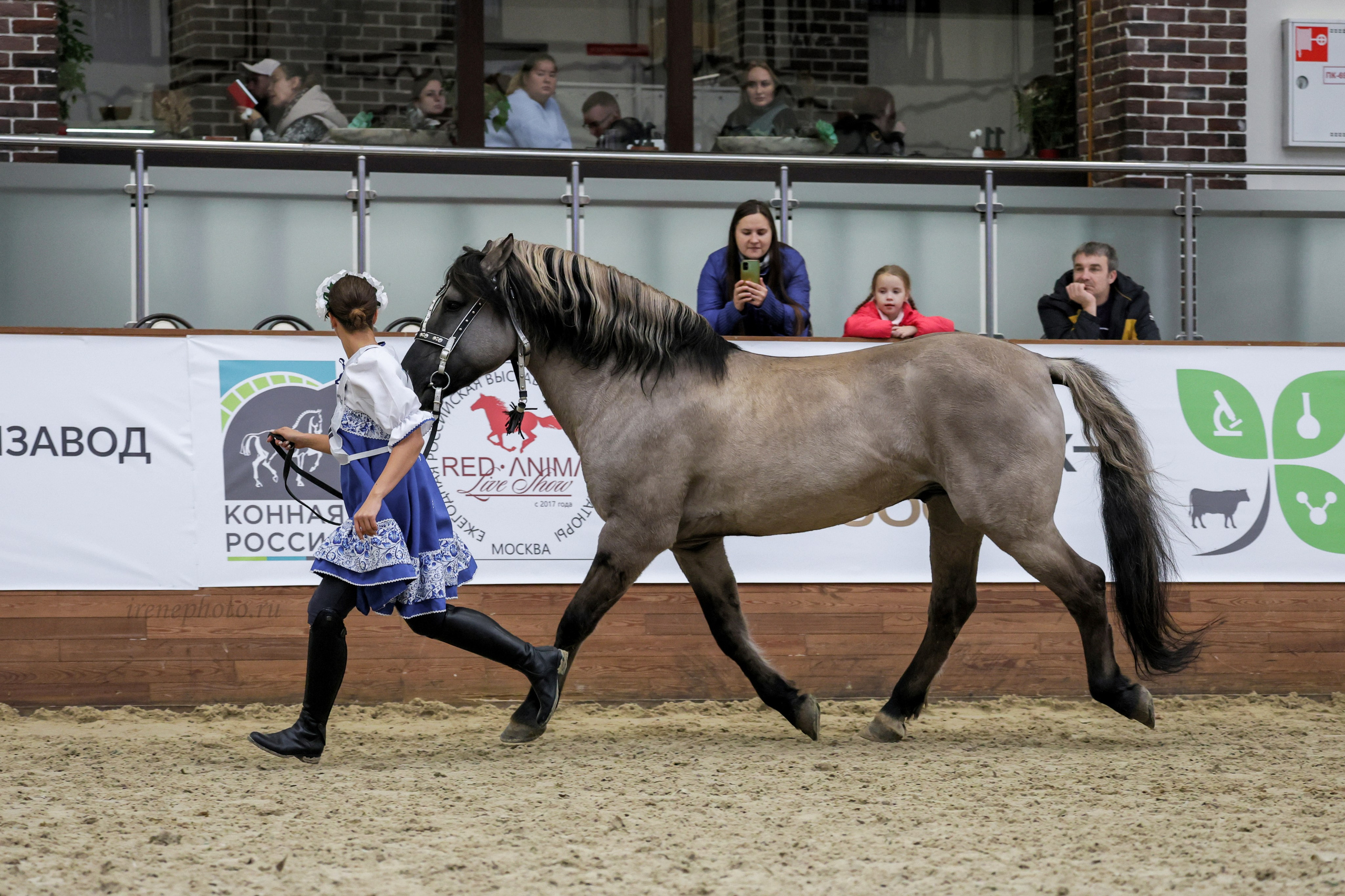 Конная Россия 2024. Irenephoto.ru