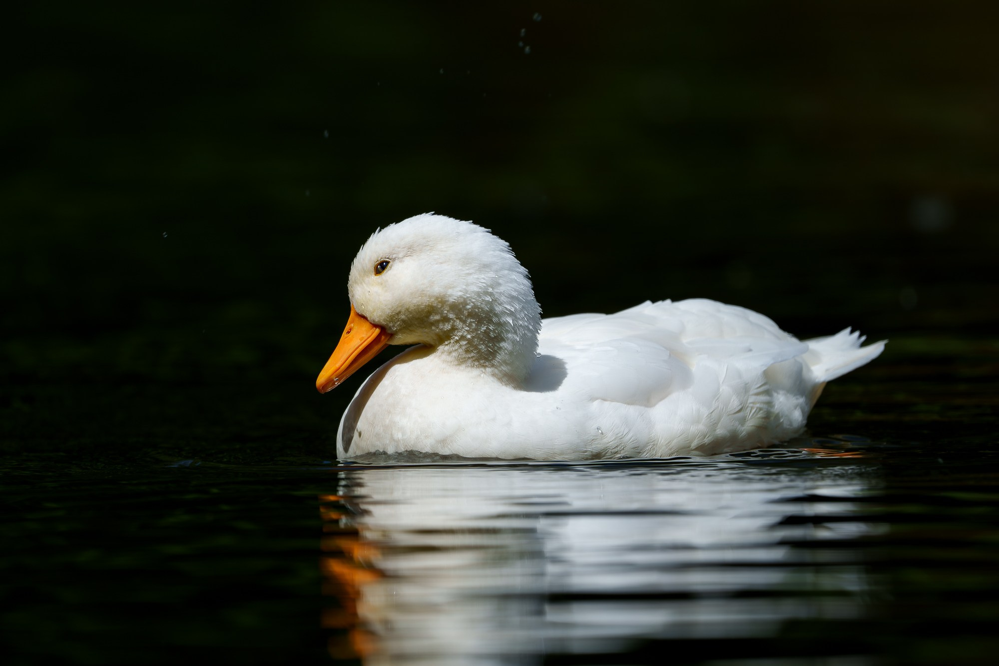 Удивительные мир птиц. Вокруг нас столько прекрасного — присмотритесь!. Ваш личный фотограф Марина Волкова