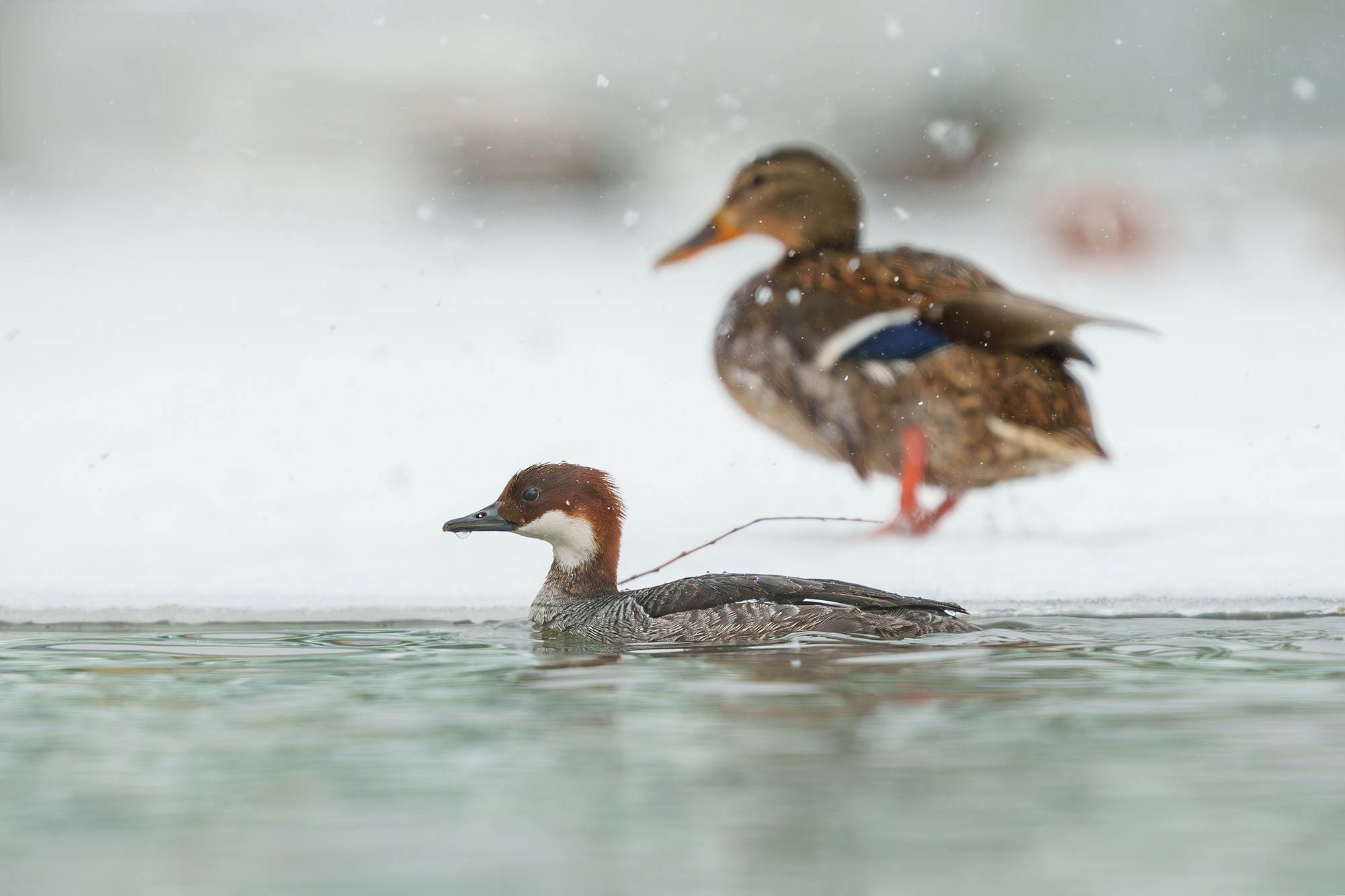 Удивительные мир птиц. Вокруг нас столько прекрасного — присмотритесь!. Ваш личный фотограф Марина Волкова