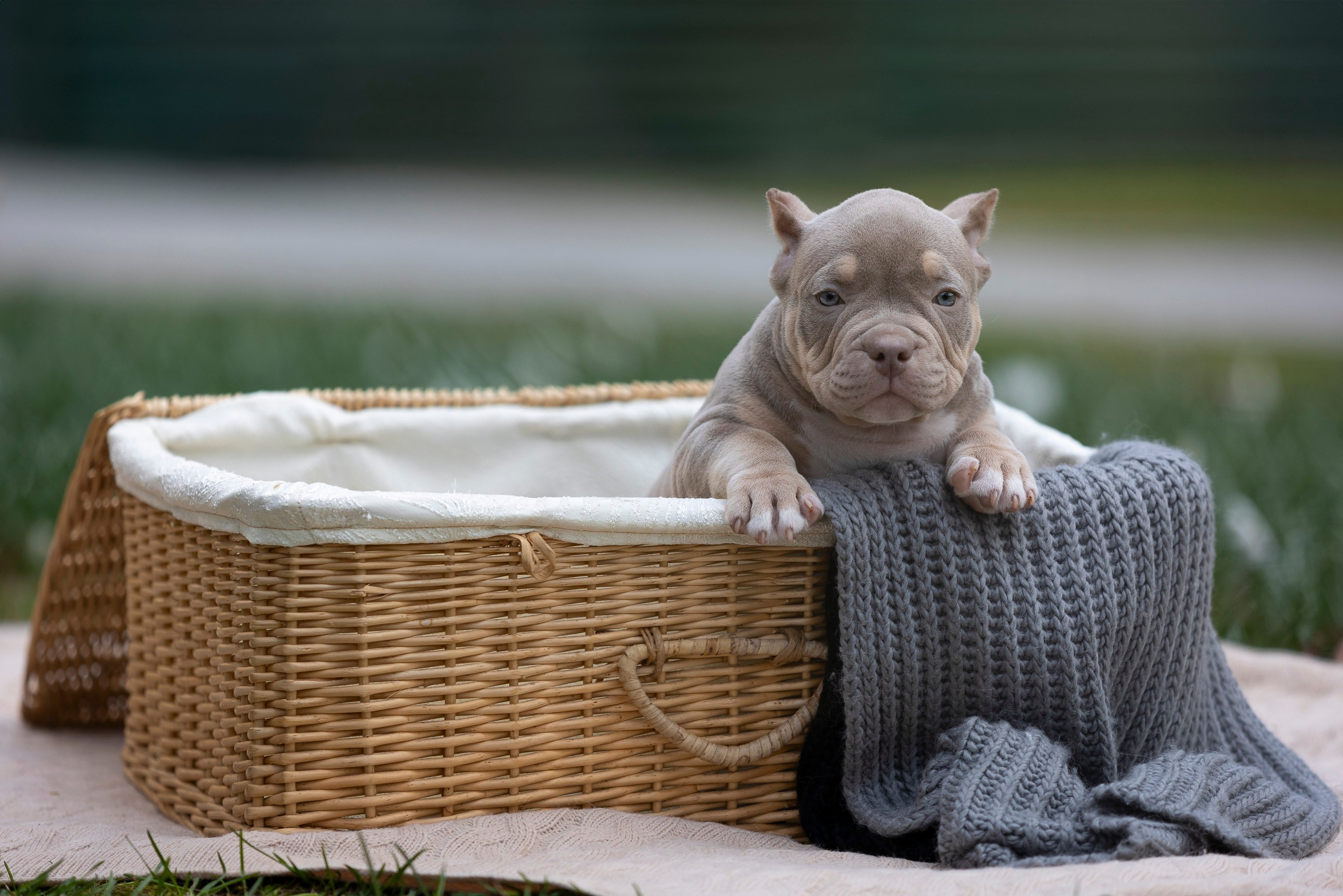 Американский Булли. Фотограф анималист, семейный фотограф, фотограф собак Комратова Мария. г. Москва
