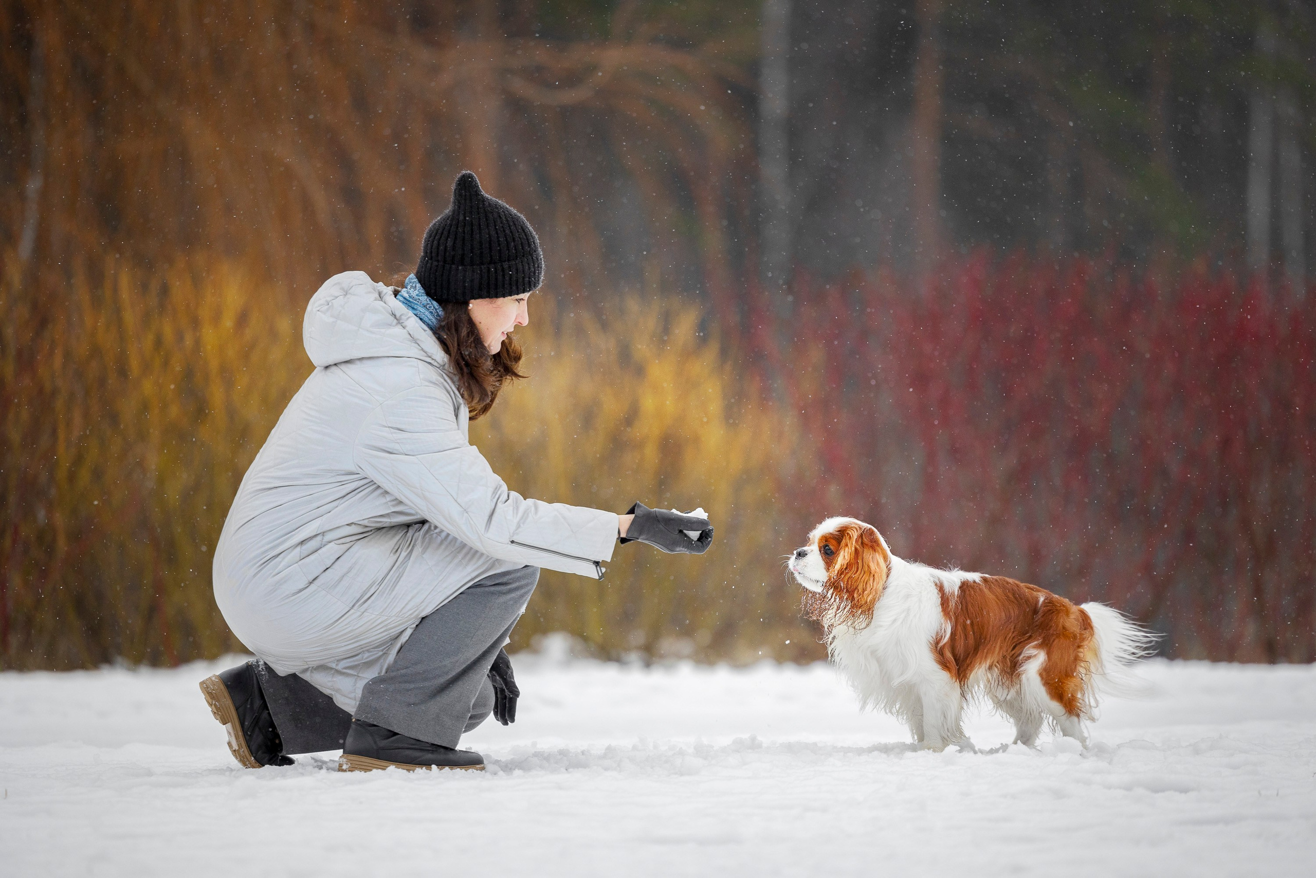 Кавалер Кинг Чарльз Спаниель и Людмила. Фотограф анималист, семейный фотограф, фотограф собак Комратова Мария. г. Москва