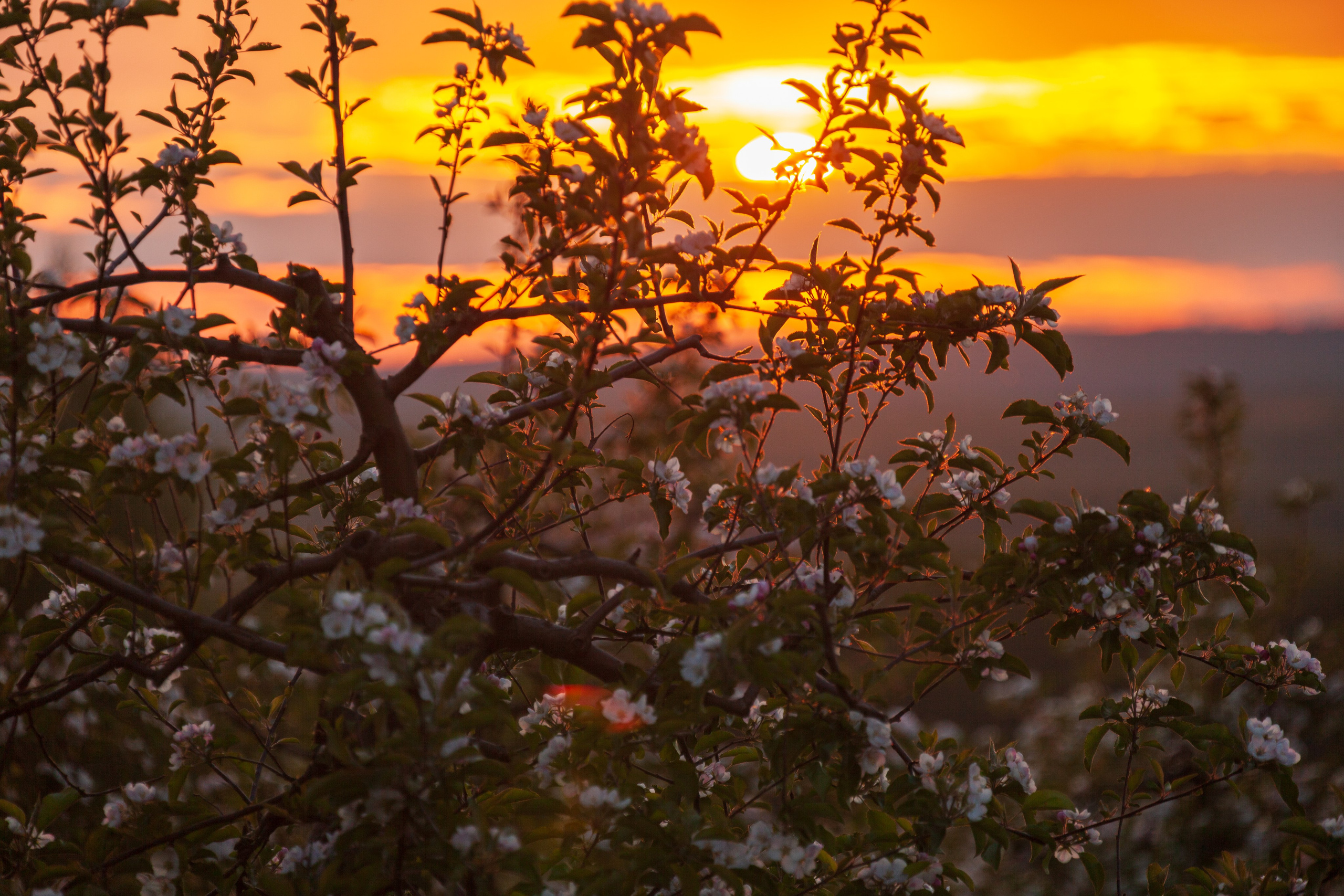Яблоневый цвет. Фотохудожник Артём Парамонов