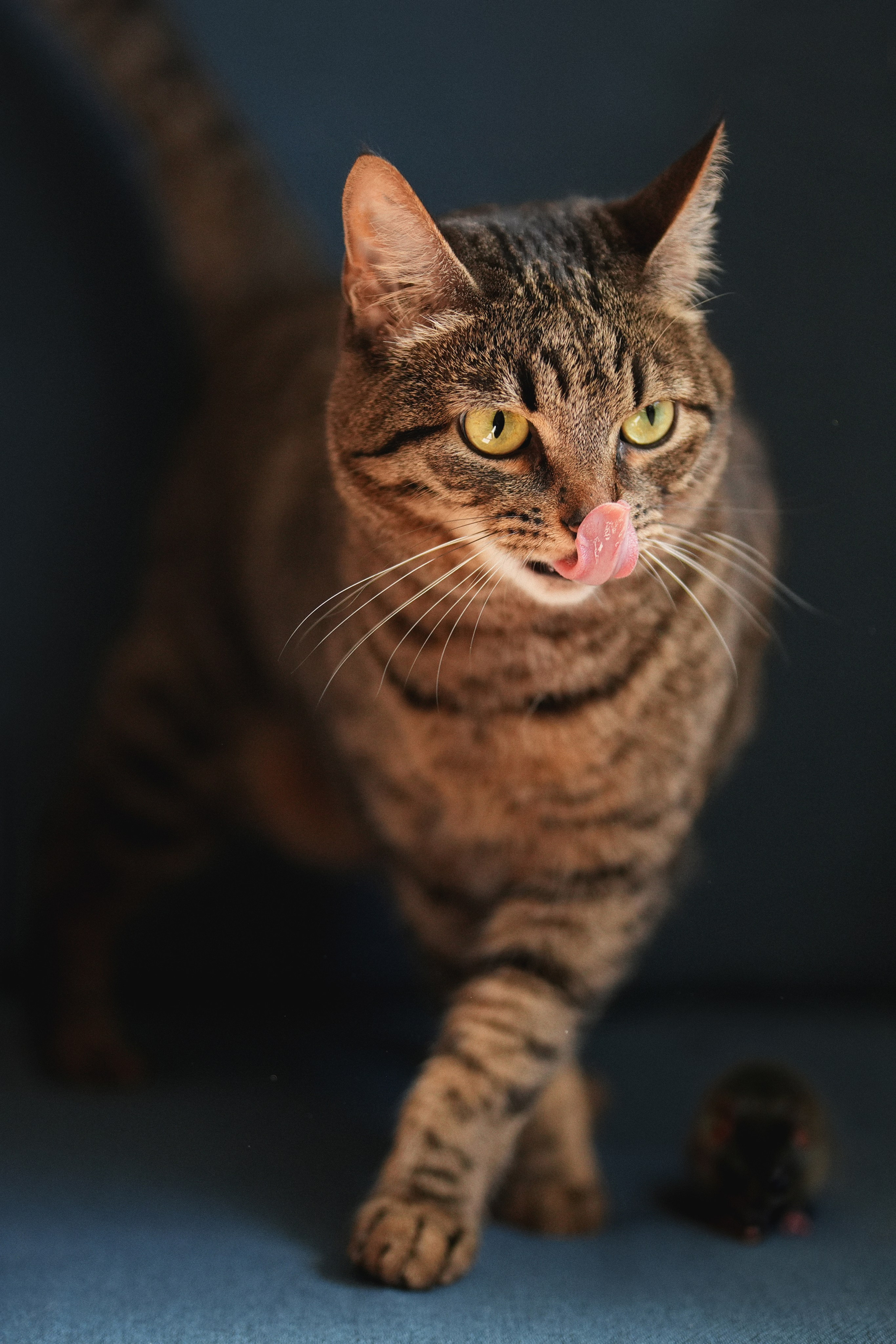 «Мур-Мяу» Котокафе. Фотограф Елена Буданова Тверь