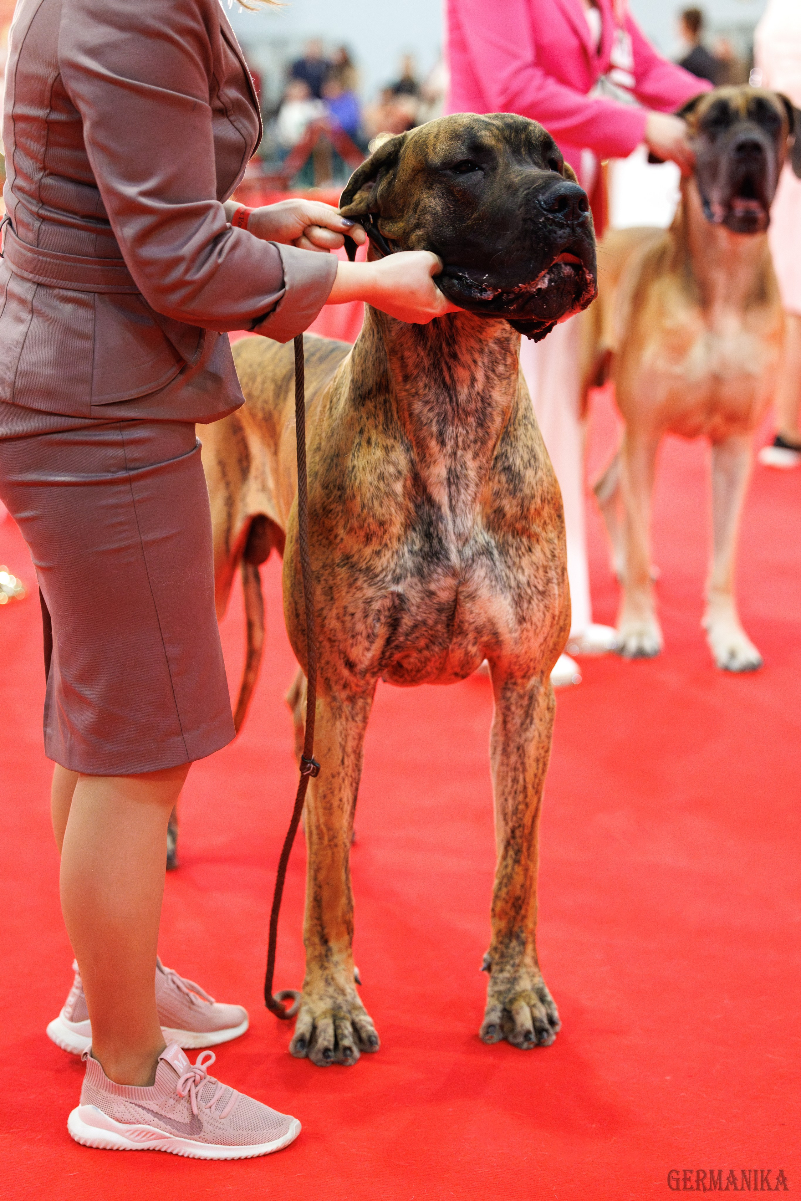 Лучшие Собаки России 17-18.02.2024. Фотограф-анималист Юлия Германика