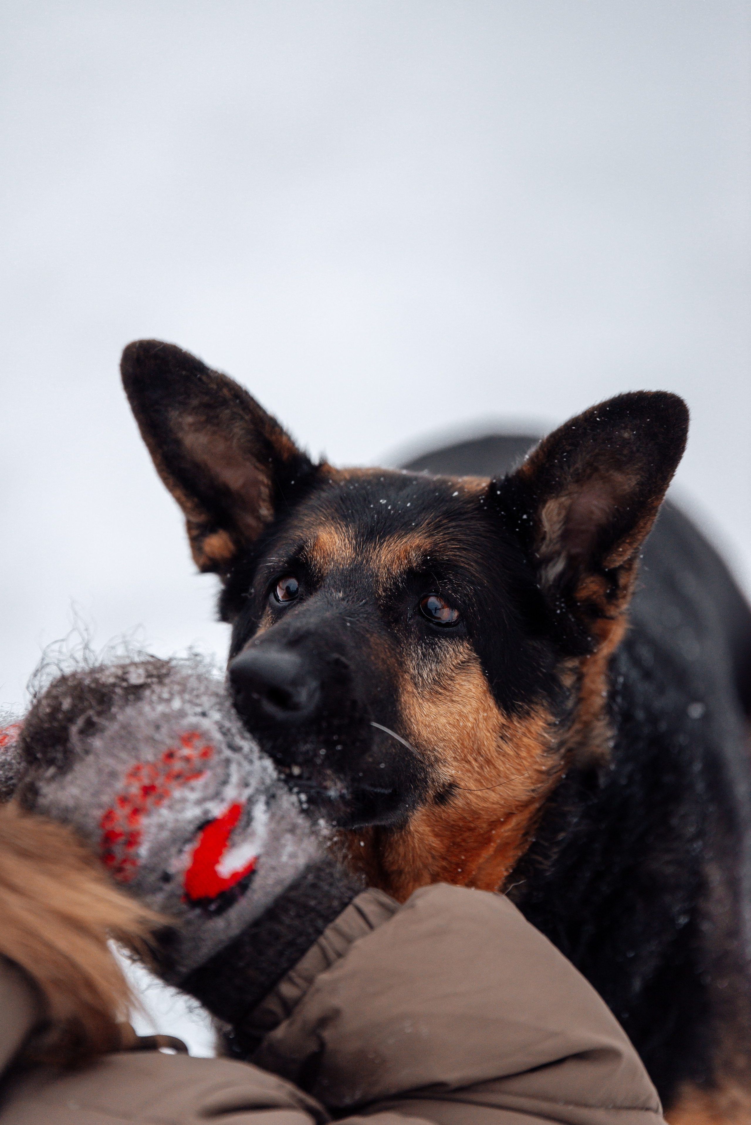 Светлана, Альфа и кошки ✨. Фотограф-анималист Анастасия Парфенова|Екатеринбург