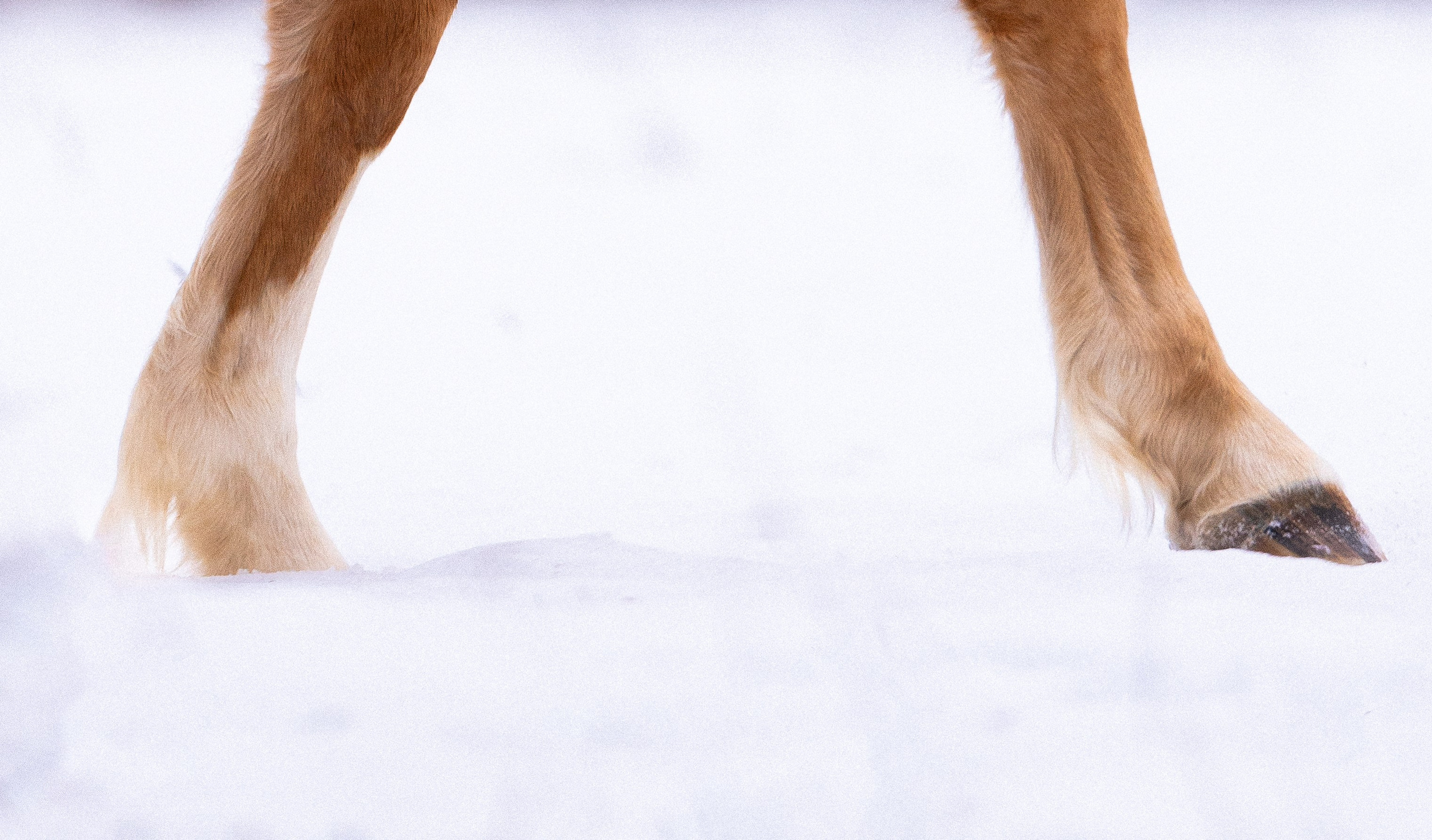 Бейкер. Фотограф и видеограф анималист Аганина Дарья