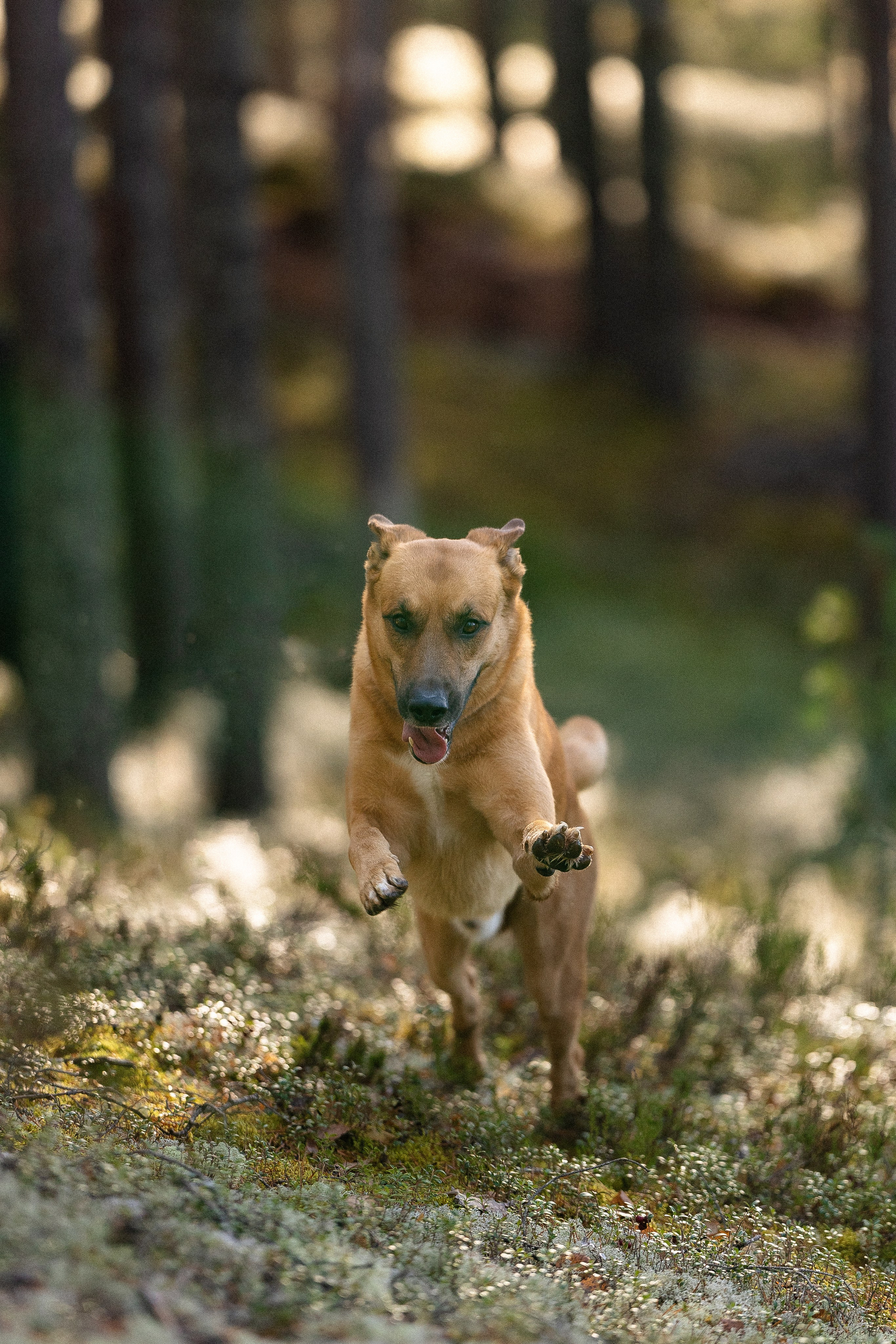 Karelia. Фотограф и видеограф анималист Аганина Дарья
