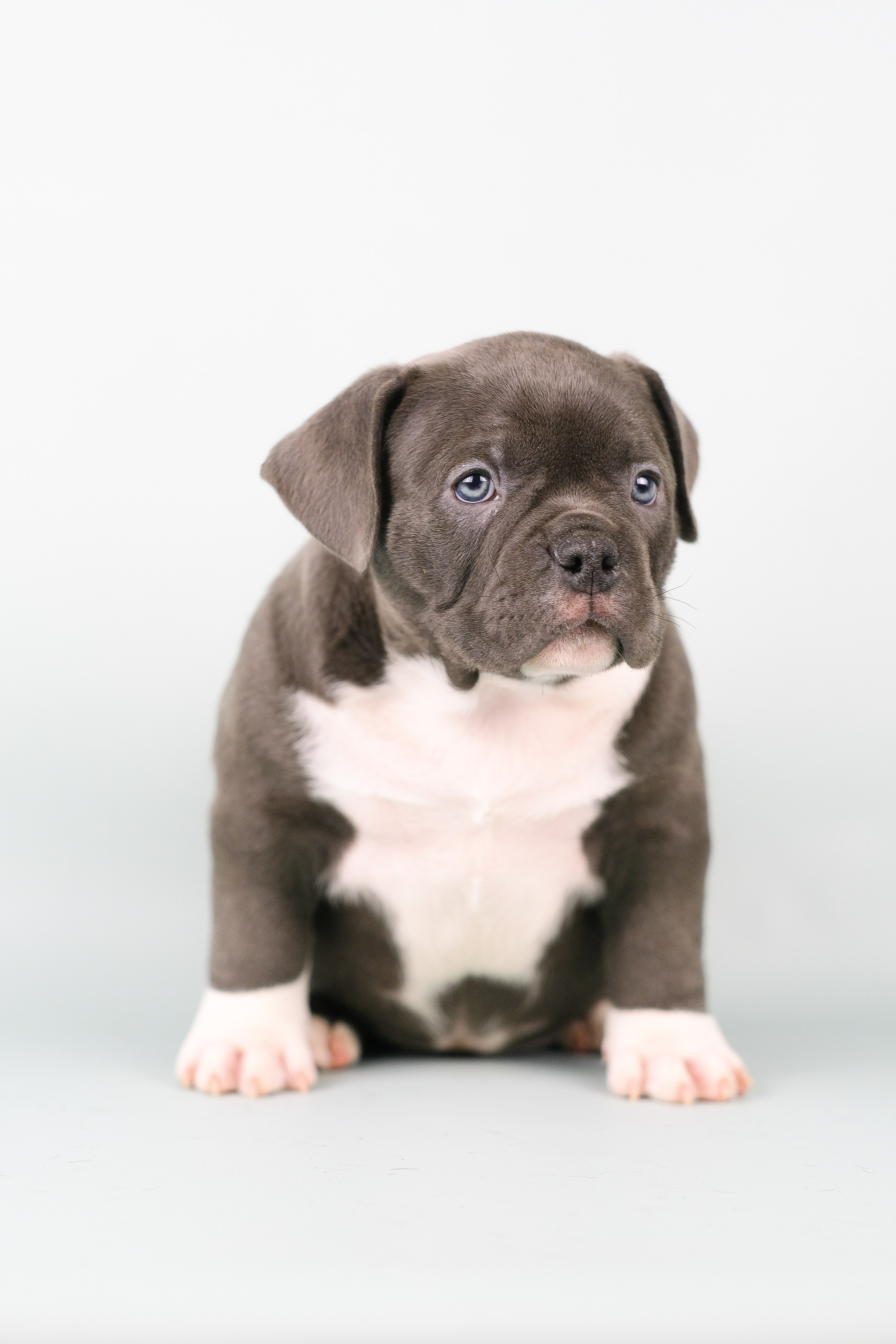 Американский Булли. Фотограф и видеограф анималист Аганина Дарья