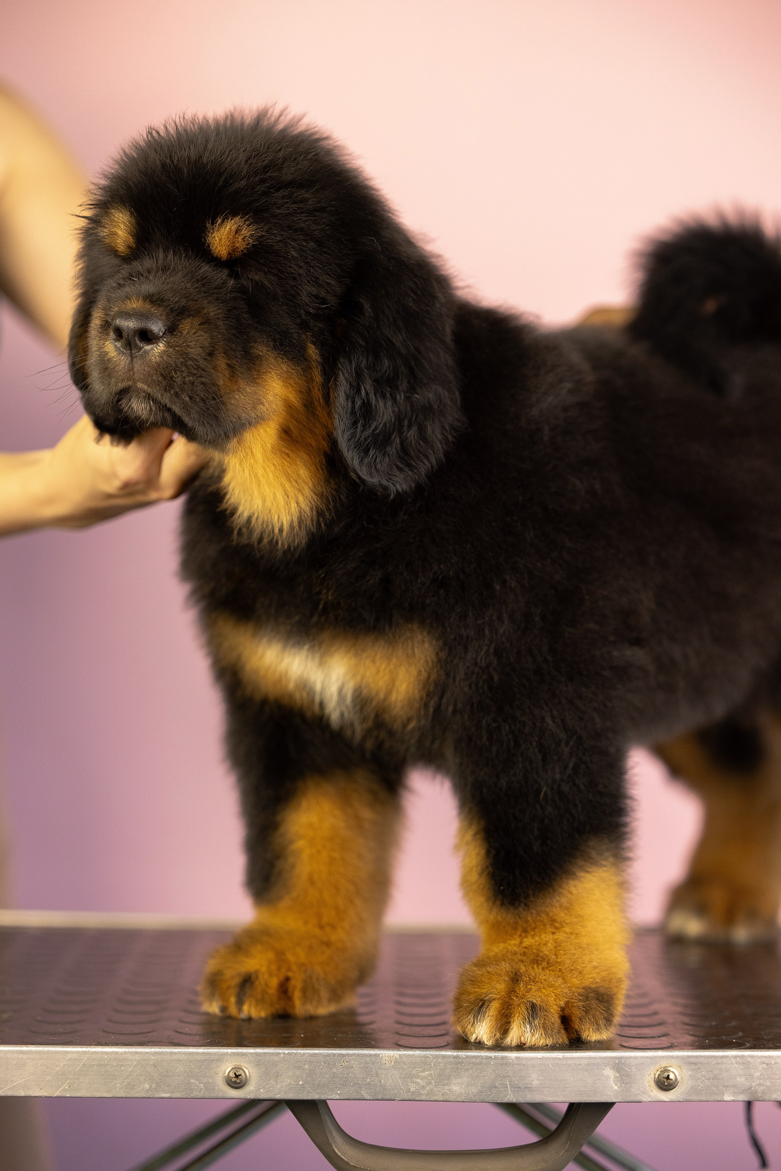 Тибетский мастиф. Фотограф и видеограф анималист Аганина Дарья