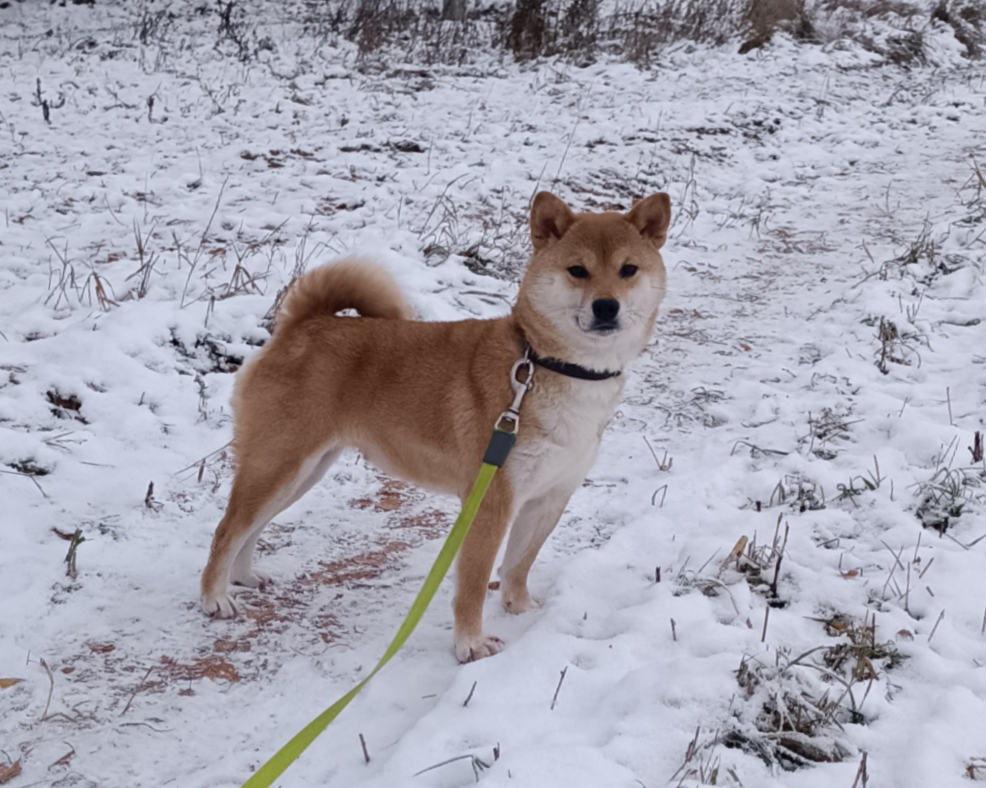 Питомник Рубилайт Сиба Эми* Exceligmos Zaffiro Verde 