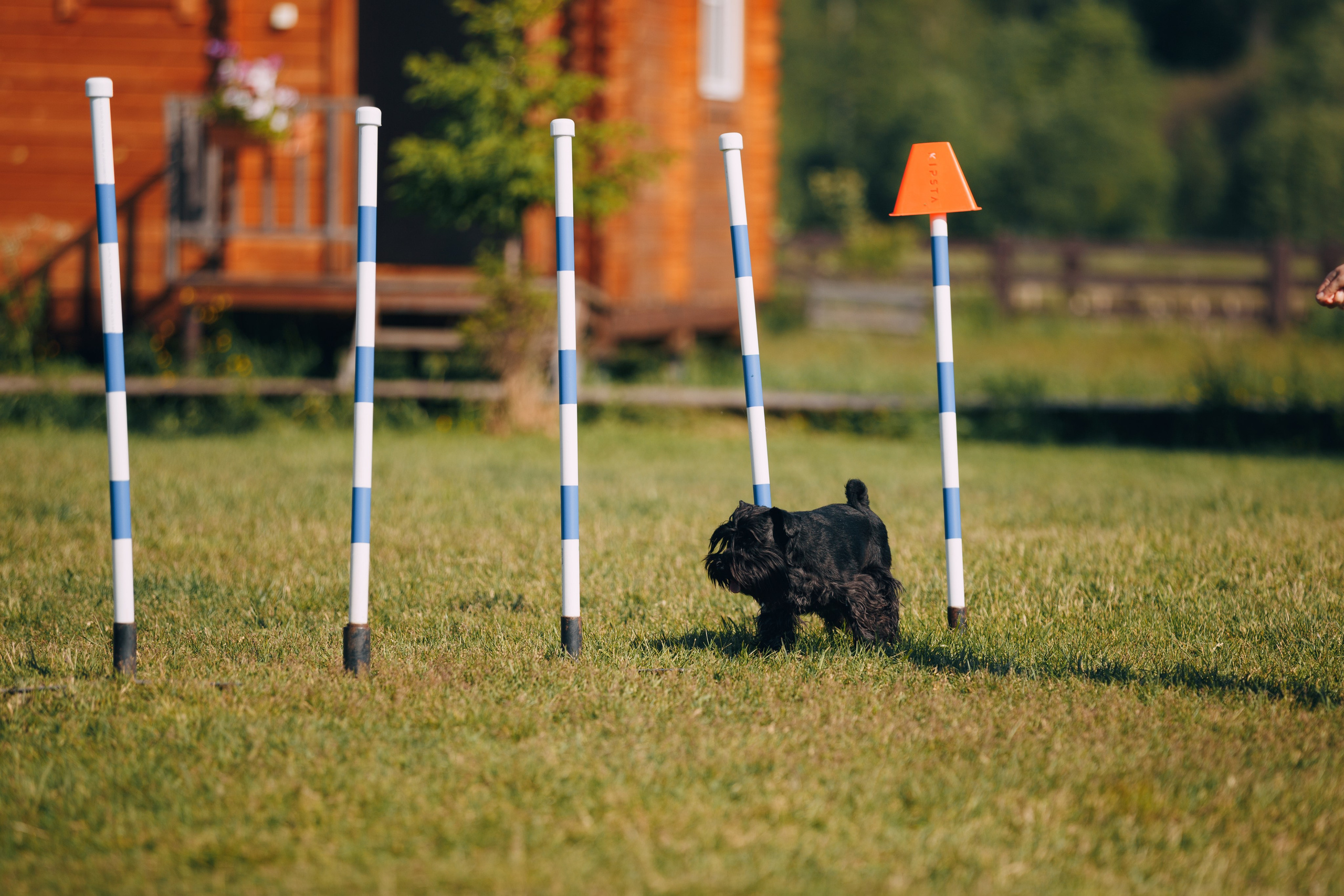 Кинологический лагерь в Горыныче. Фотограф анималист Кристина Карпова, Москва