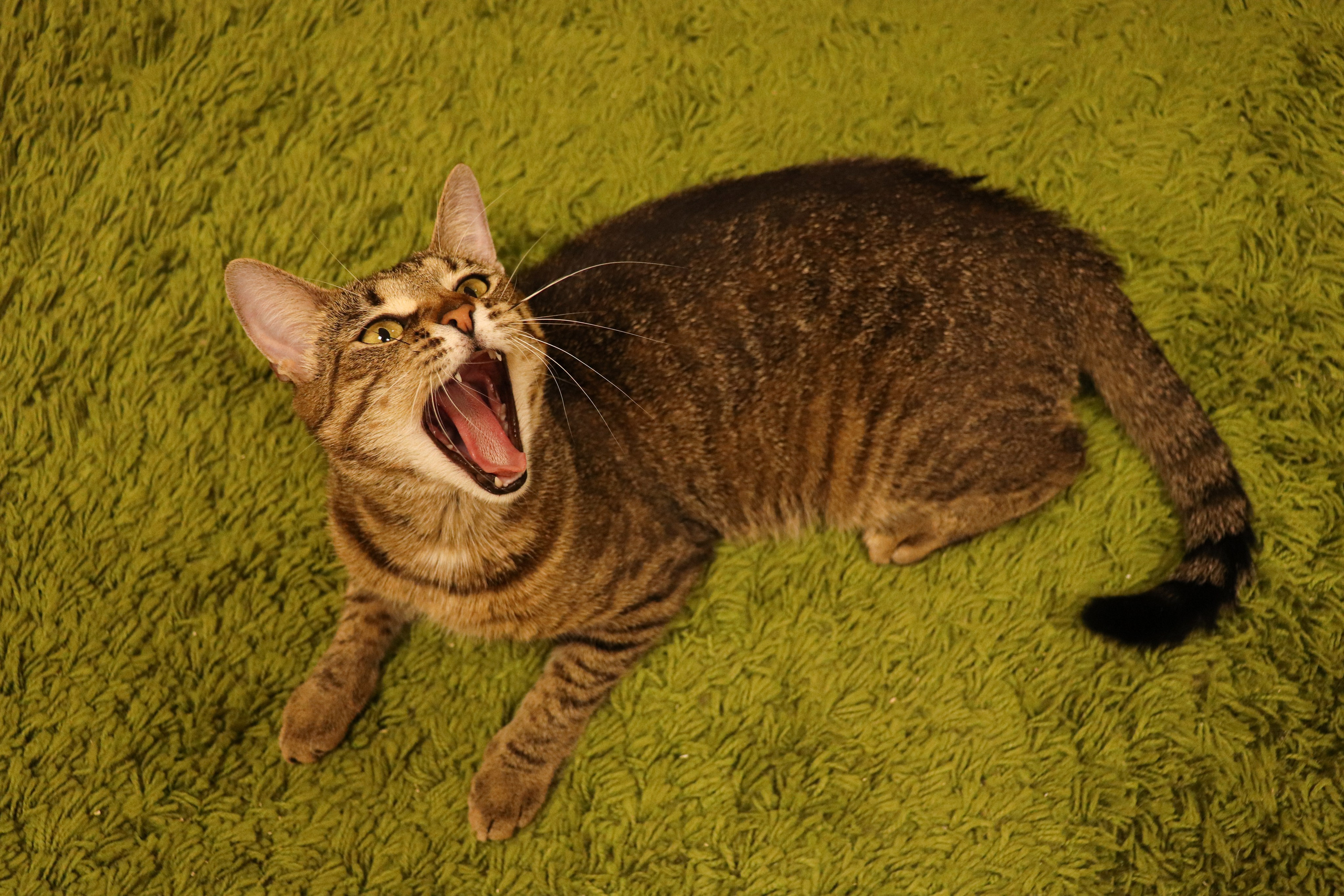 Петербургский дом кота (27 июня 2024). Ивентный фотограф в Санкт-Петербурге Олег Комков