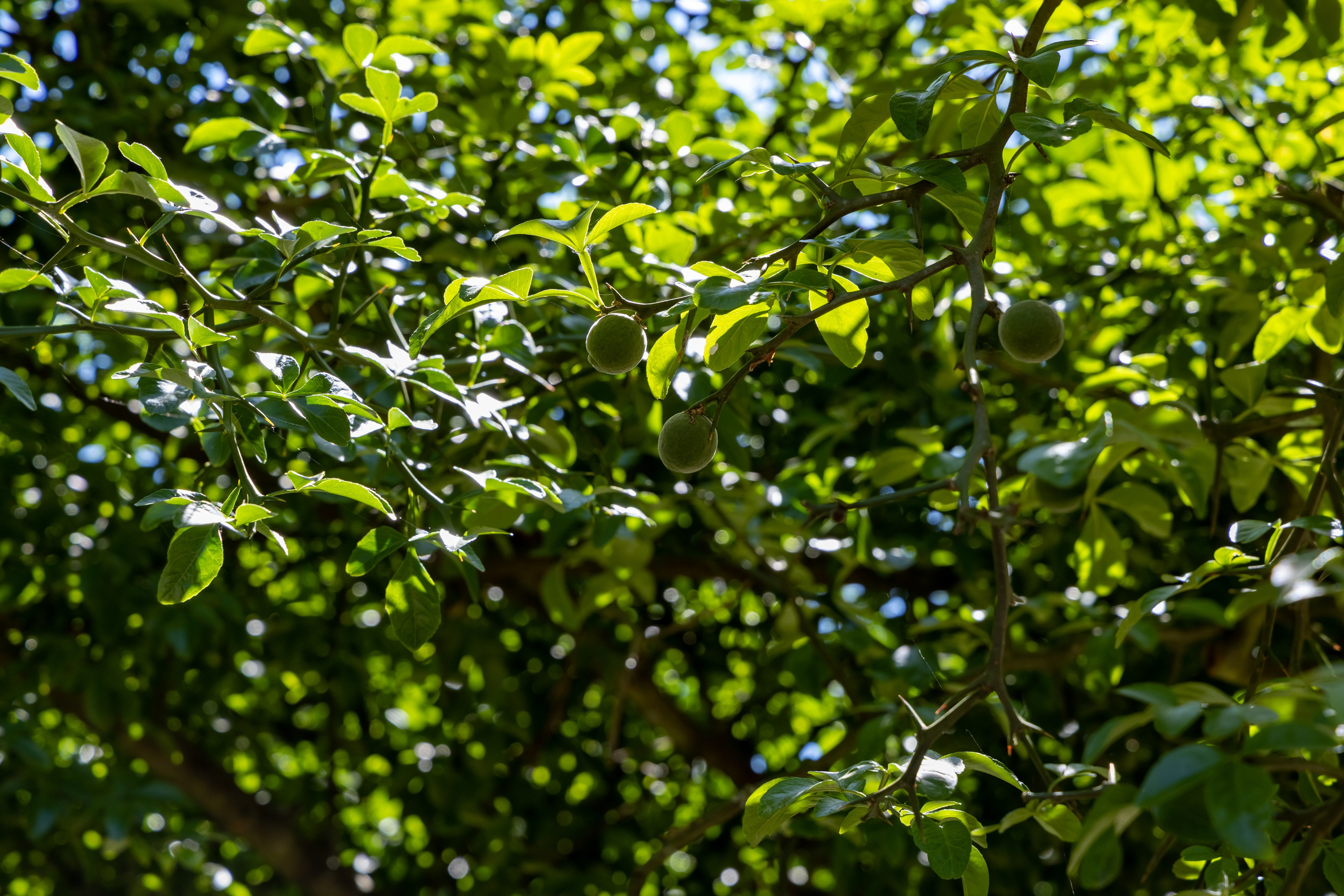 Сочи. Солох Аул. Репортажный, семейный и студийный фотограф в Москве Демин Алексей