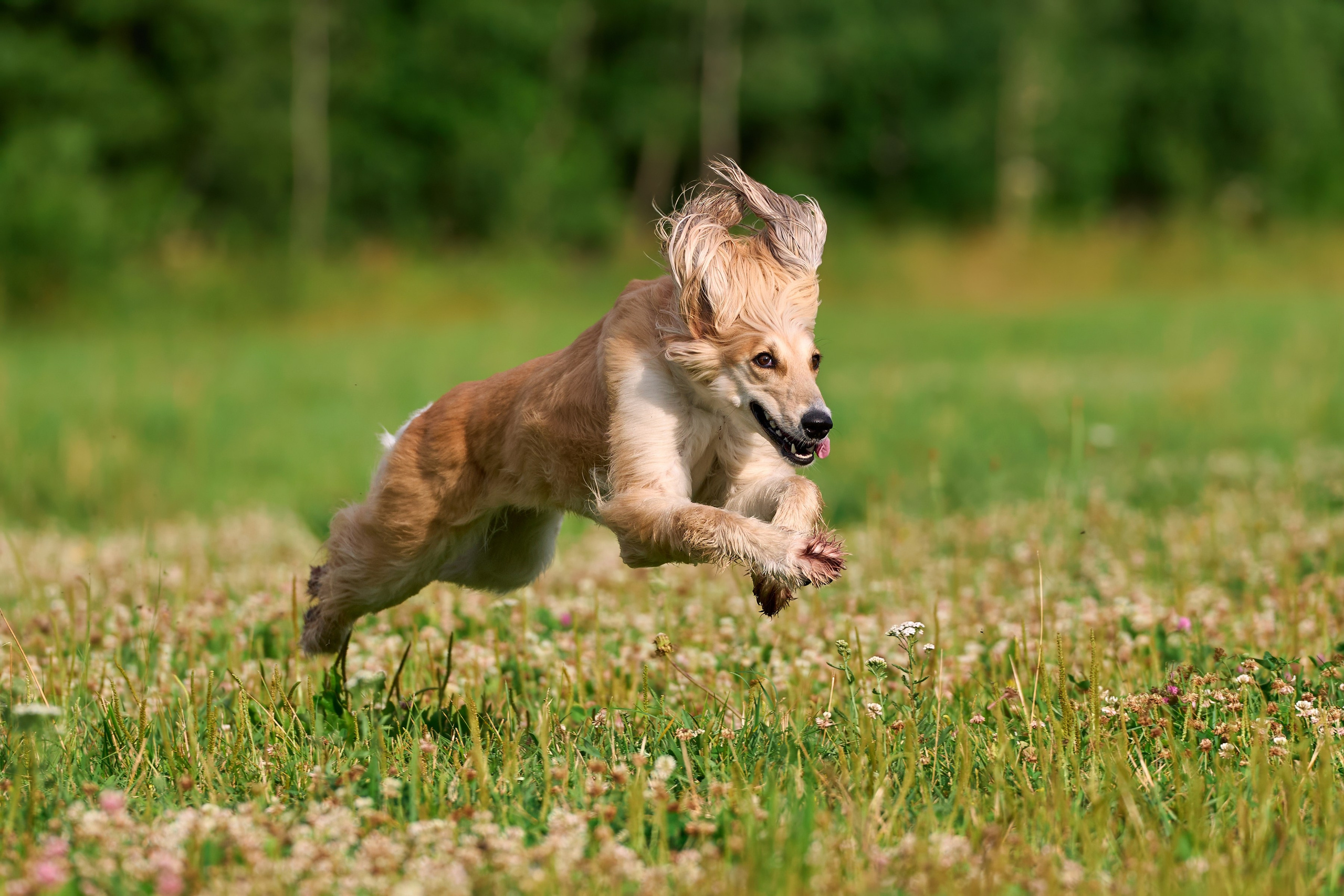 Тренировка по курсингу в Донино. Фотограф-анималист Михаил Манухин