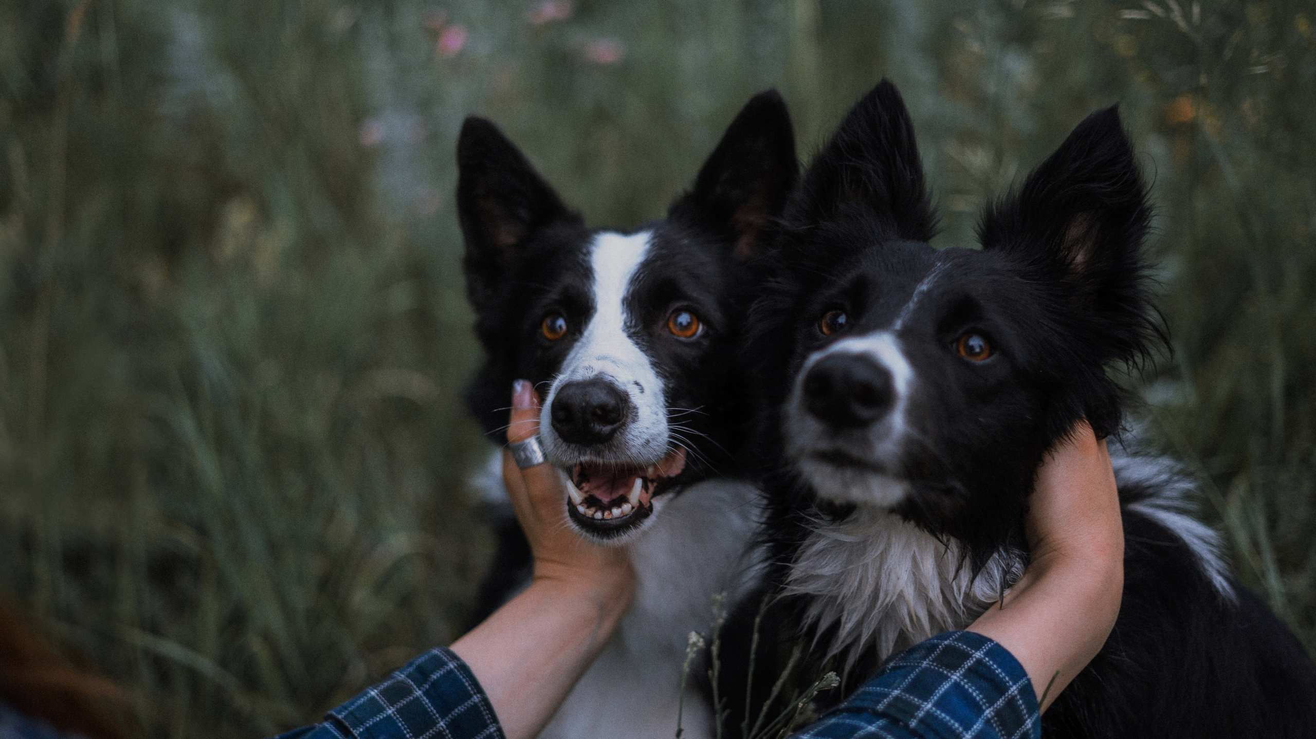 Аделя, Вандер, Шайна и Бая. Фотограф-анималист Богданова Полина