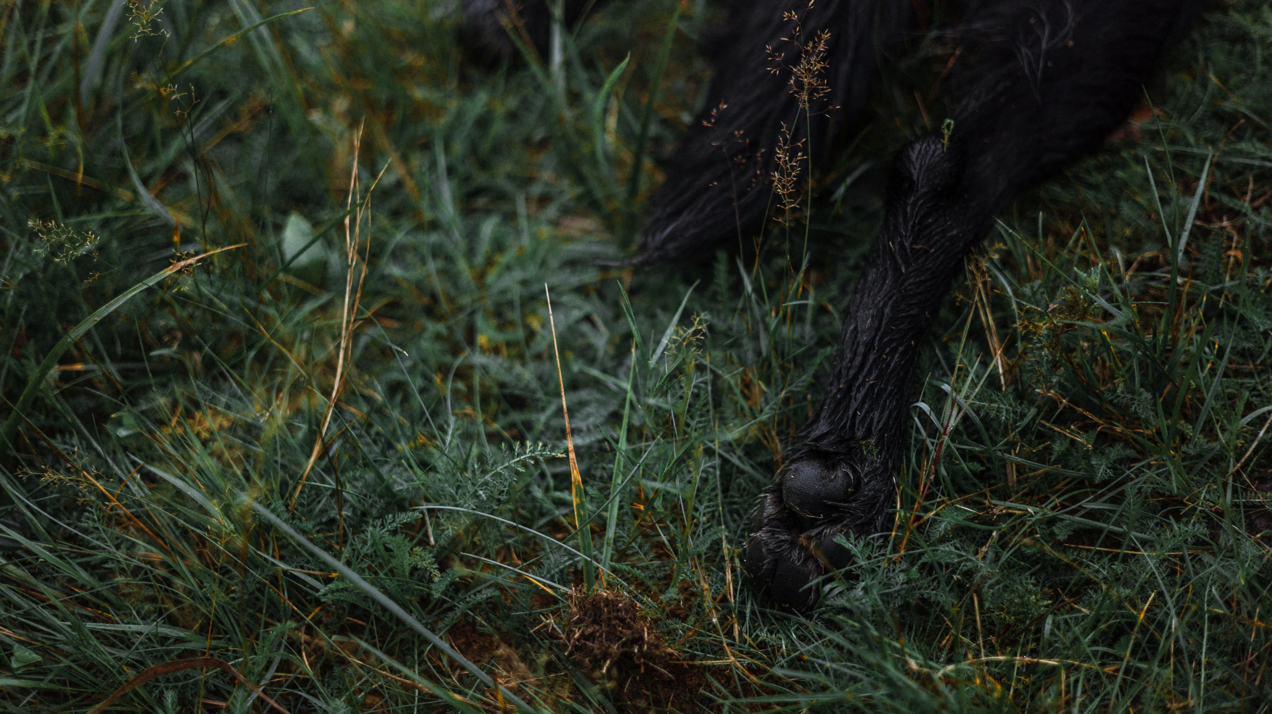 Лиза и Коди. Фотограф-анималист Богданова Полина
