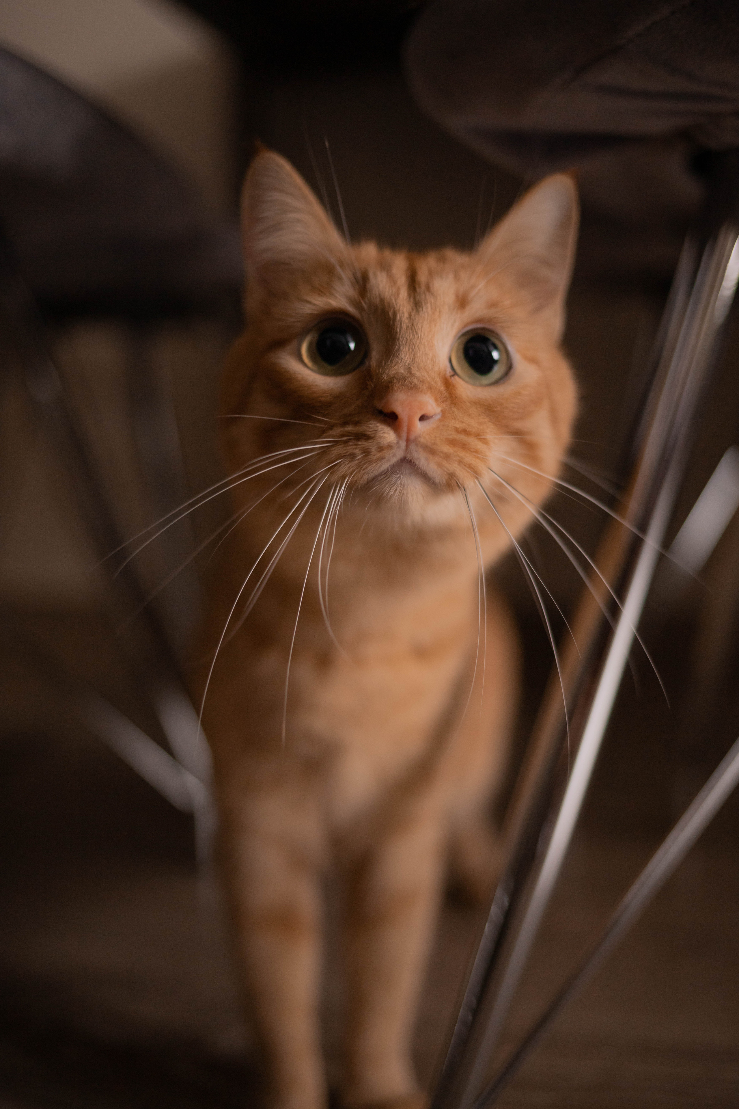 Юлиана, Саша и Дима. Семейный и детский фотограф в Москве Александра Нараевская