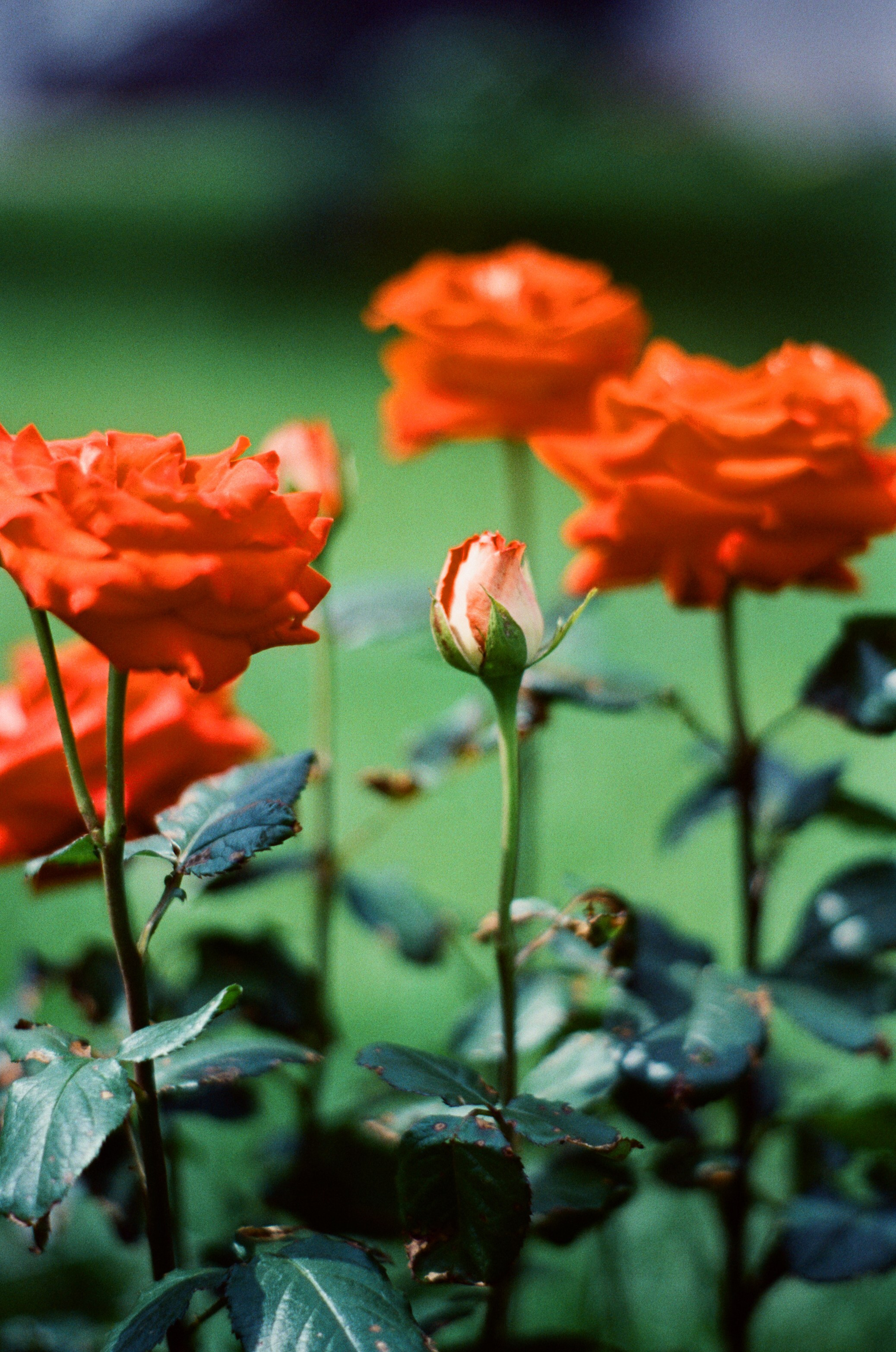 Canon 33V — Minolta MC Rokkor-PF 85 mm f1.7 | SFL 200T | июль 2025 г