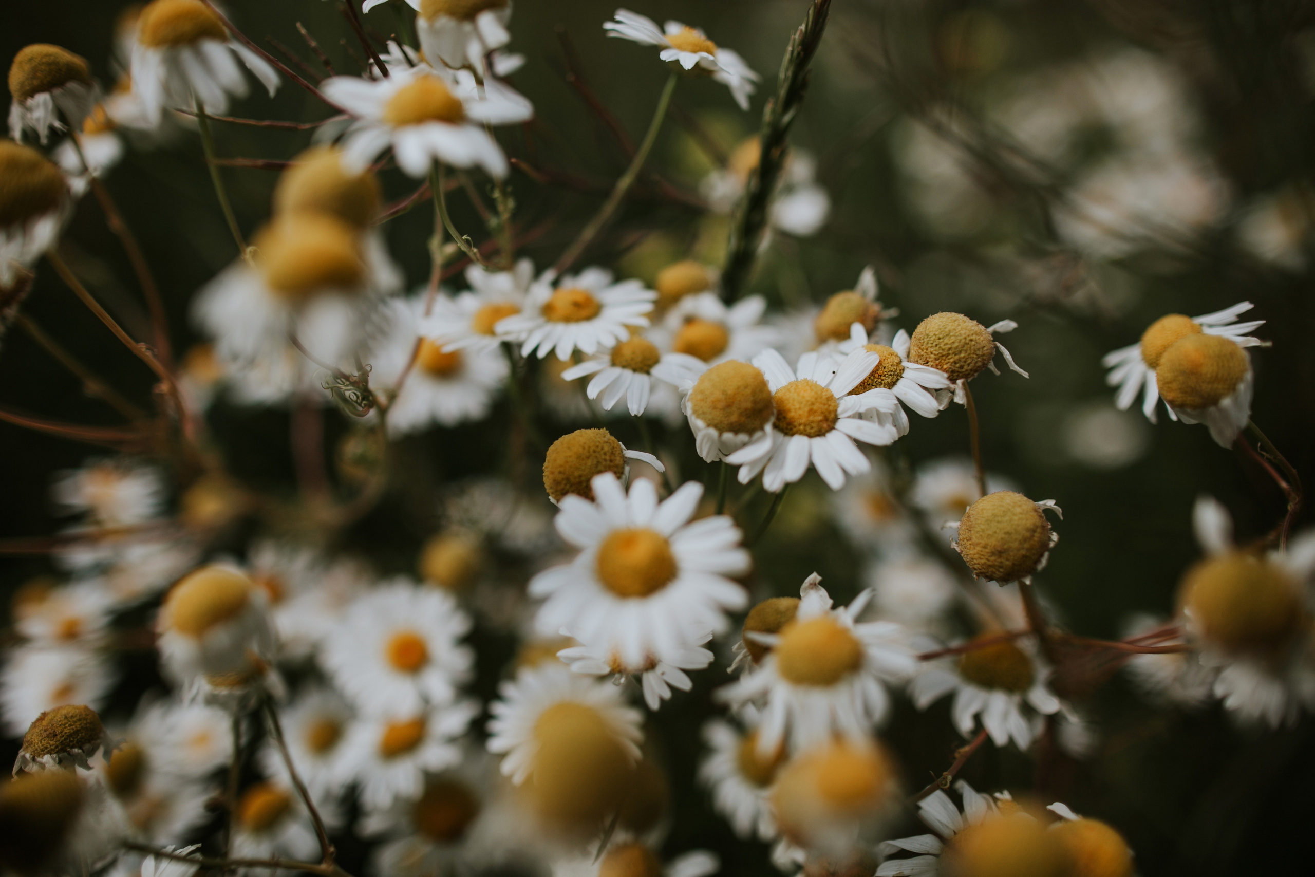 Дмитрий и Любовь. Фотограф Москва, Санкт-Петербург, Абакан