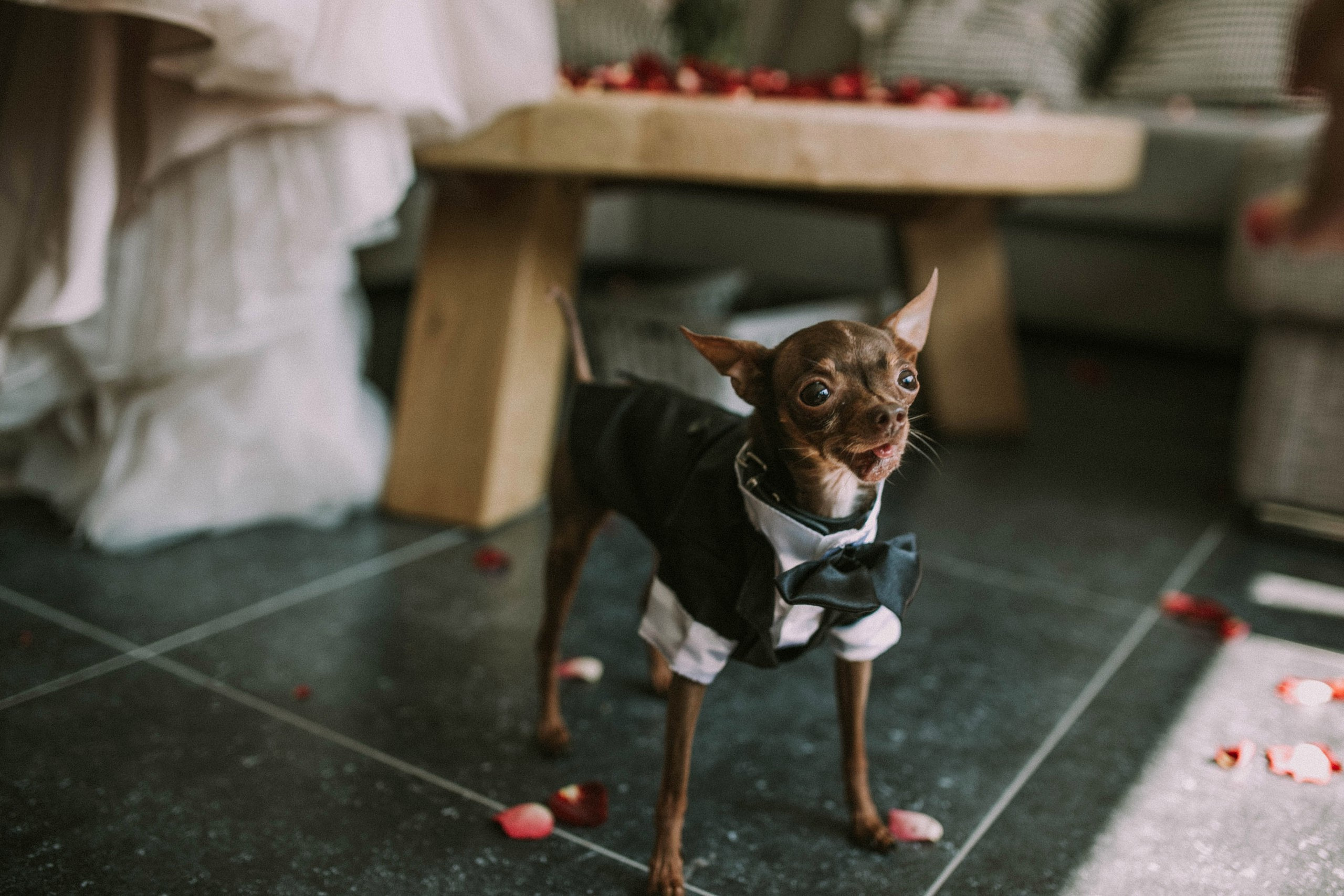 Peter + Julia (Нидерланды). Фотограф Москва, Санкт-Петербург, Абакан