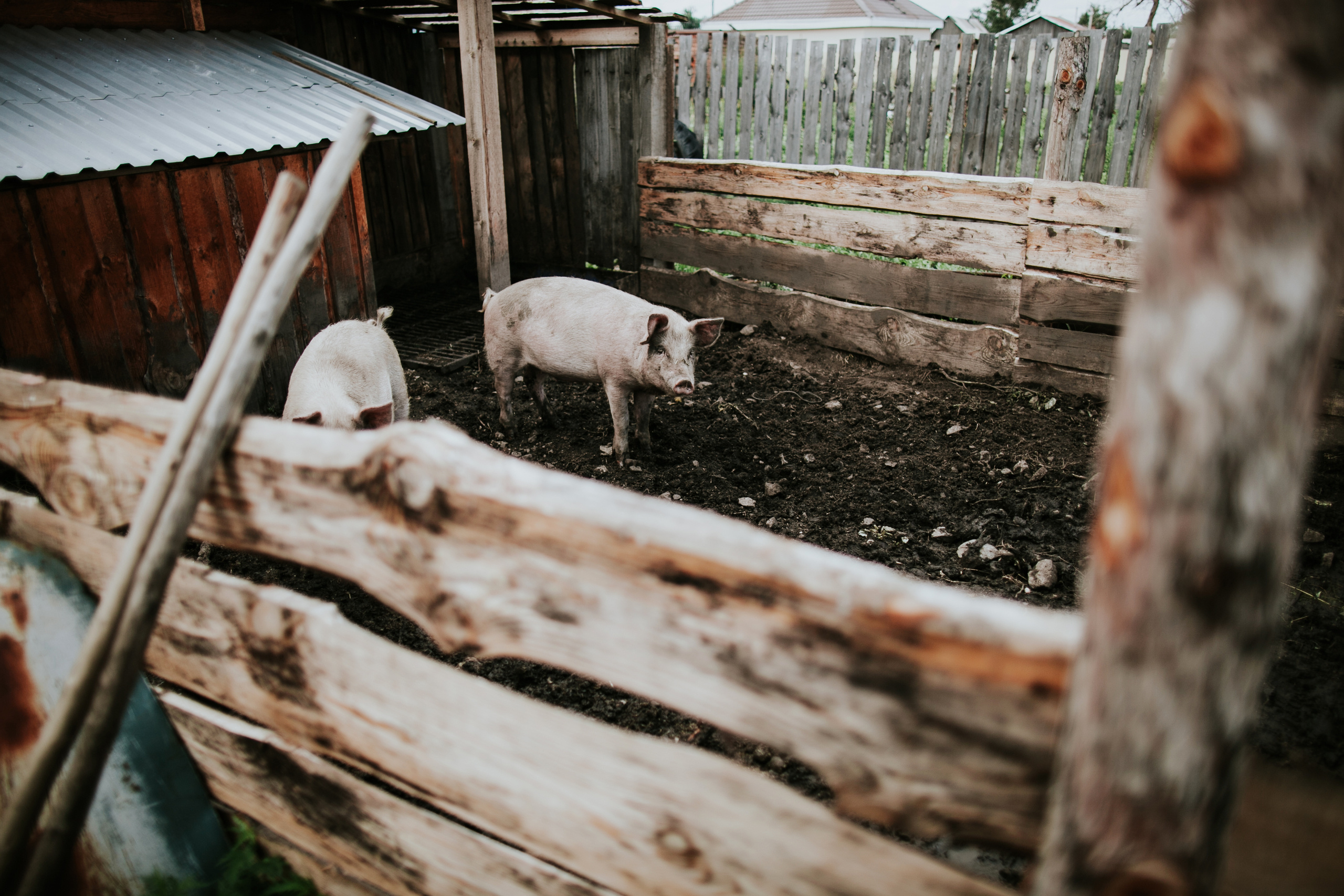 Рустам и Ирина. Фотограф Москва, Санкт-Петербург, Абакан