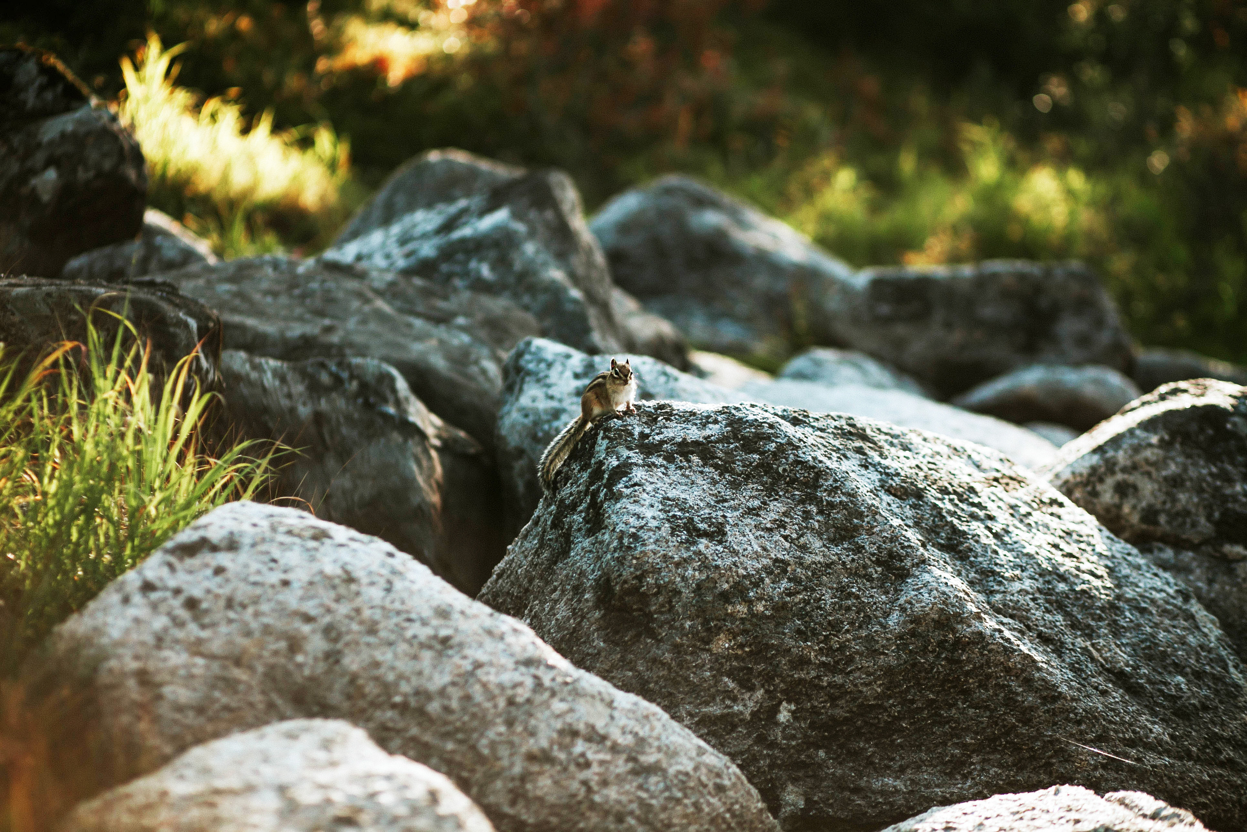 Саша и Алина. Фотограф Москва, Санкт-Петербург, Абакан