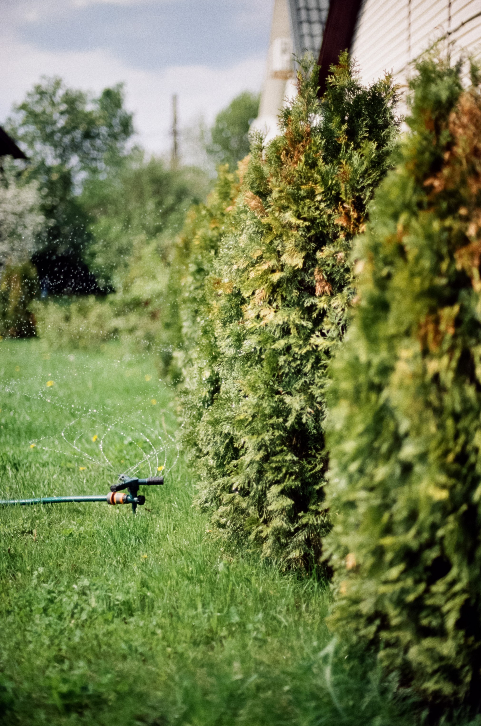 Nikon F100 — Micro-Nikkor-P.C Auto 55 mm f3.5 | май 2025 года | Давыдовское