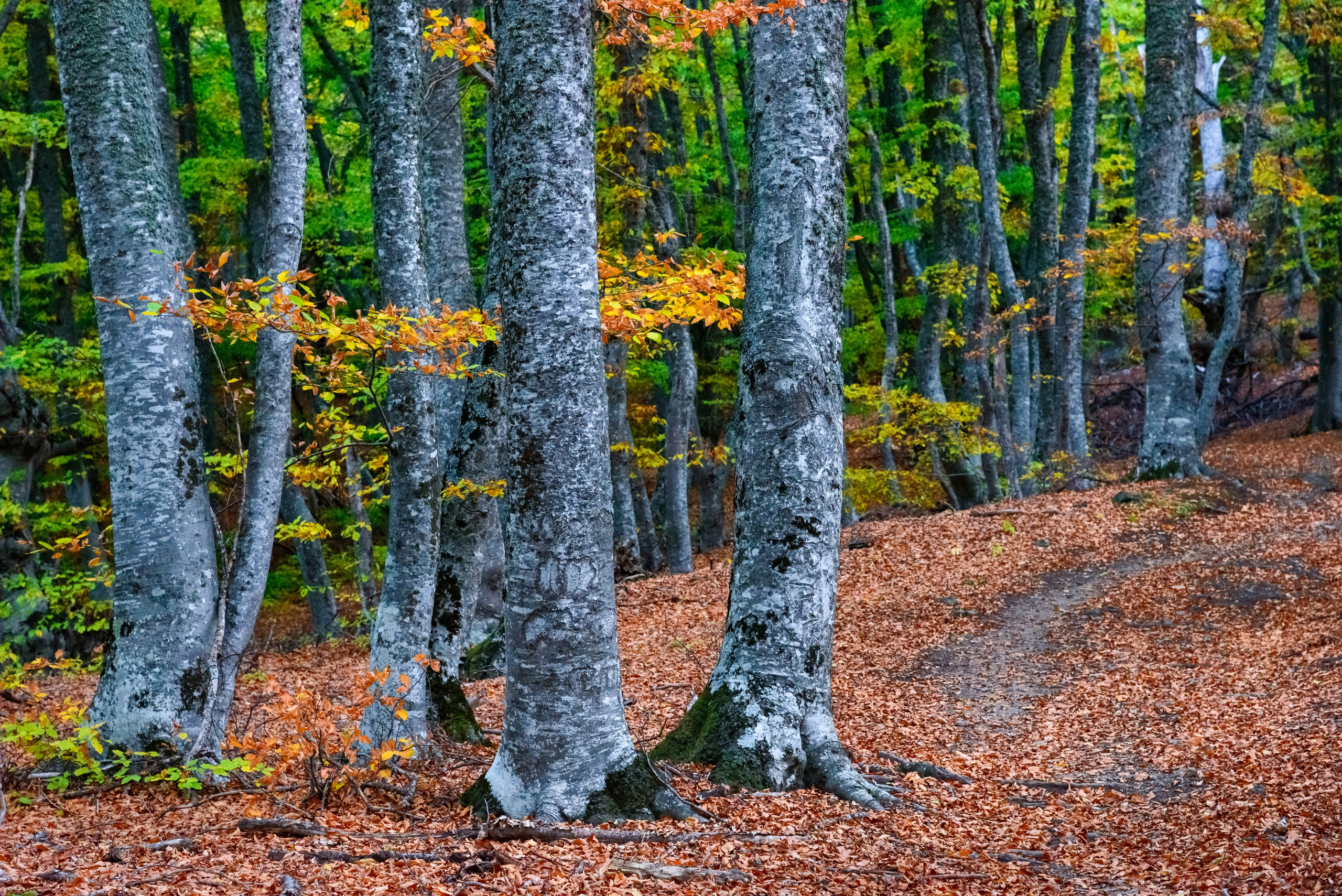Буковый лес осенью.