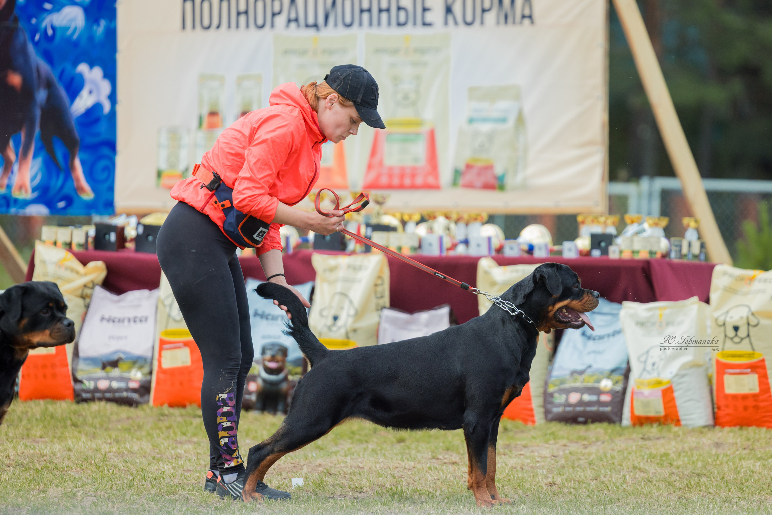 Тверь ротвейлеры 5-6.07.2025. Фотограф-анималист Юлия Германика