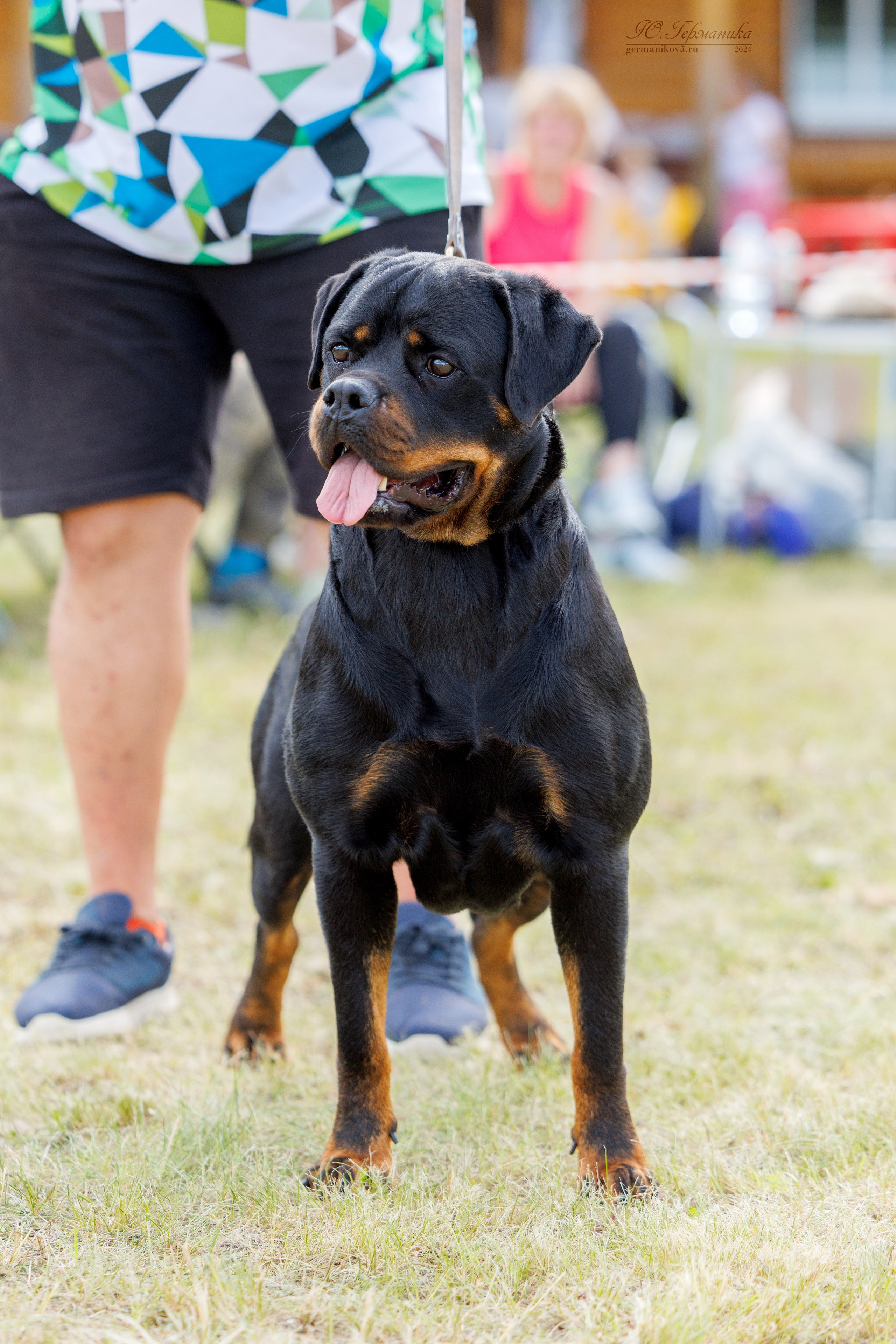 Рязань-Ховрино 10-11.08.2024 3хмоно ротвейлеров. Фотограф-анималист Юлия Германика
