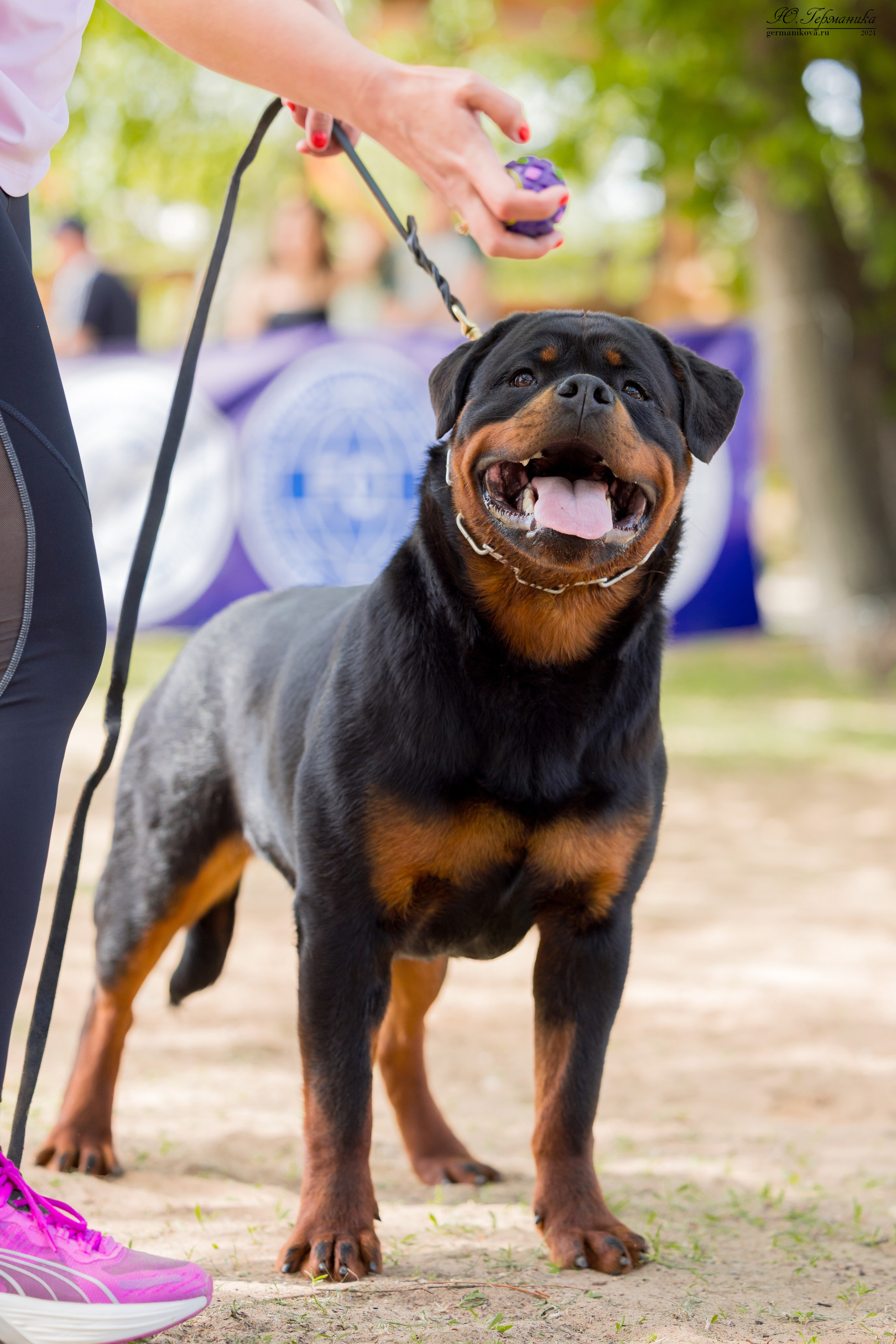 Саратов 2 х моно ротвейлеров 28-29.04.2024. Фотограф-анималист Юлия Германика