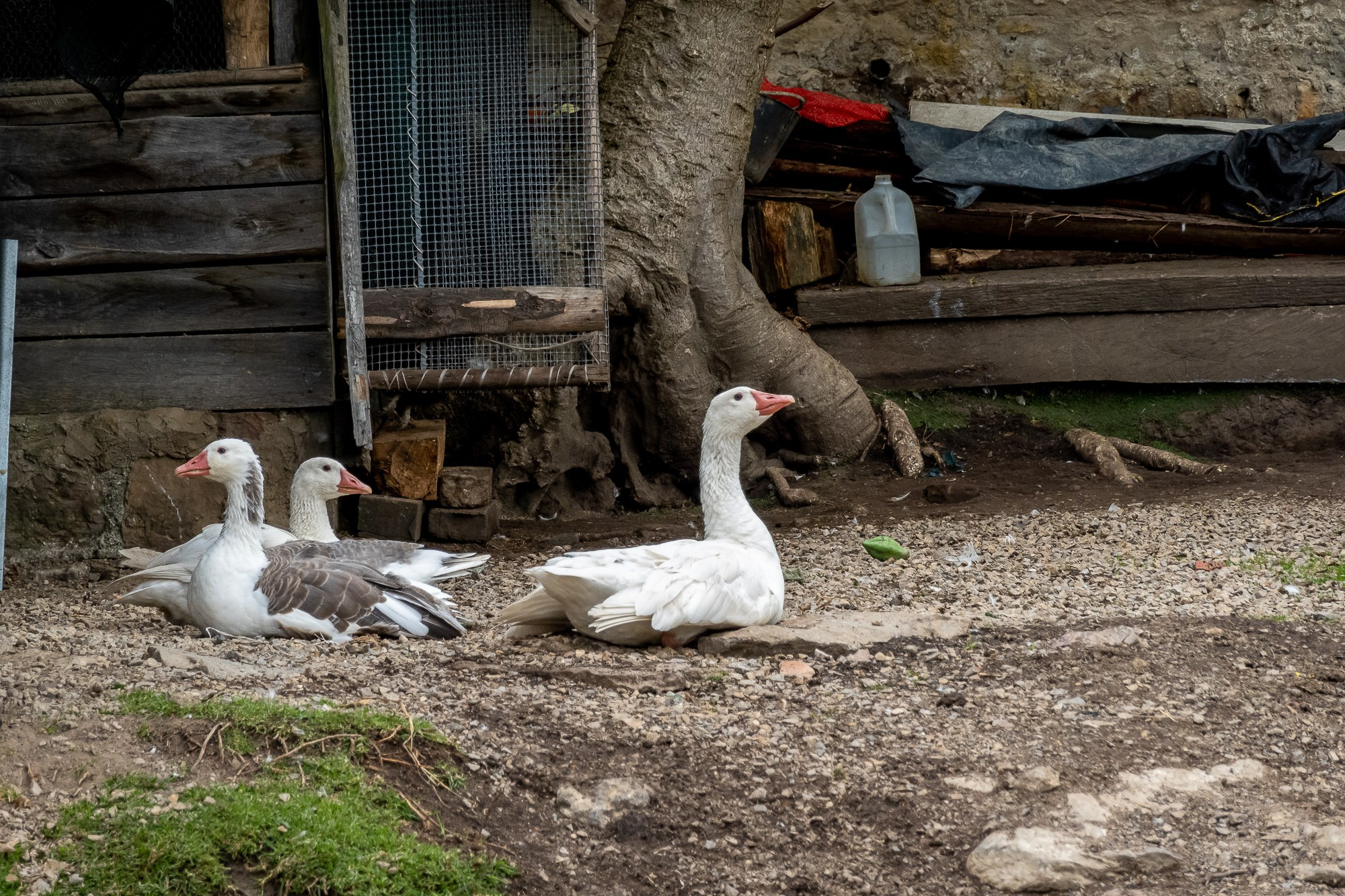 Монги (Mongui). Колумбия (Colombia). Фотограф Алексей Скоробогатько