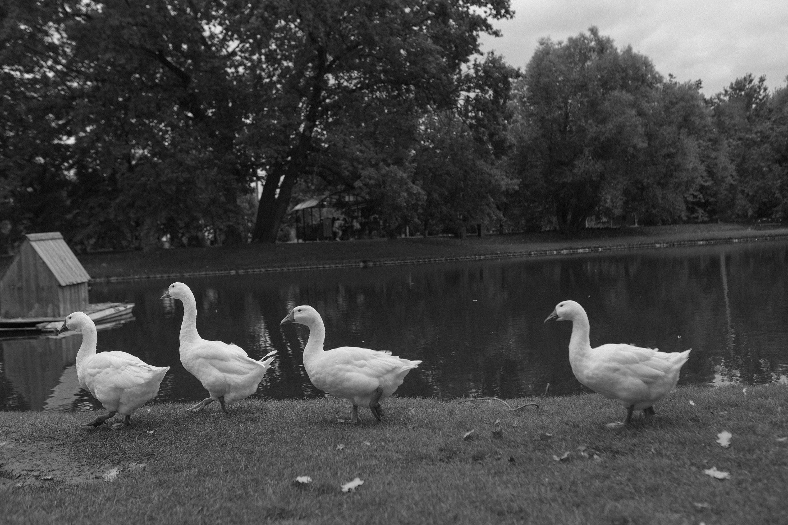 Елизавета и Семен. Свадебный фотограф Волгоград и Волжский Евгения Кимлач