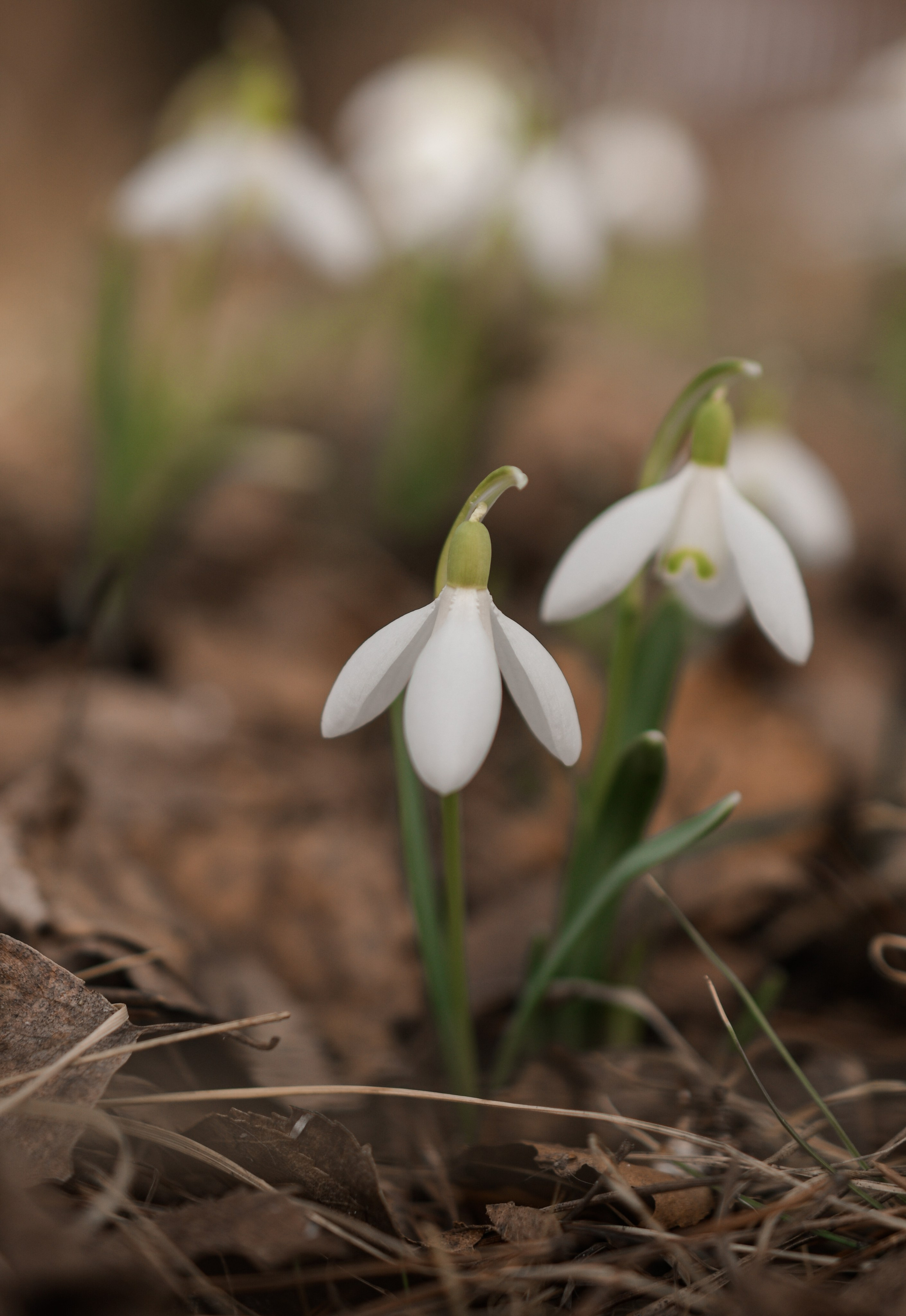 Макро. В созвучии с природой. Фотограф Светлана В. Пронина, Москва