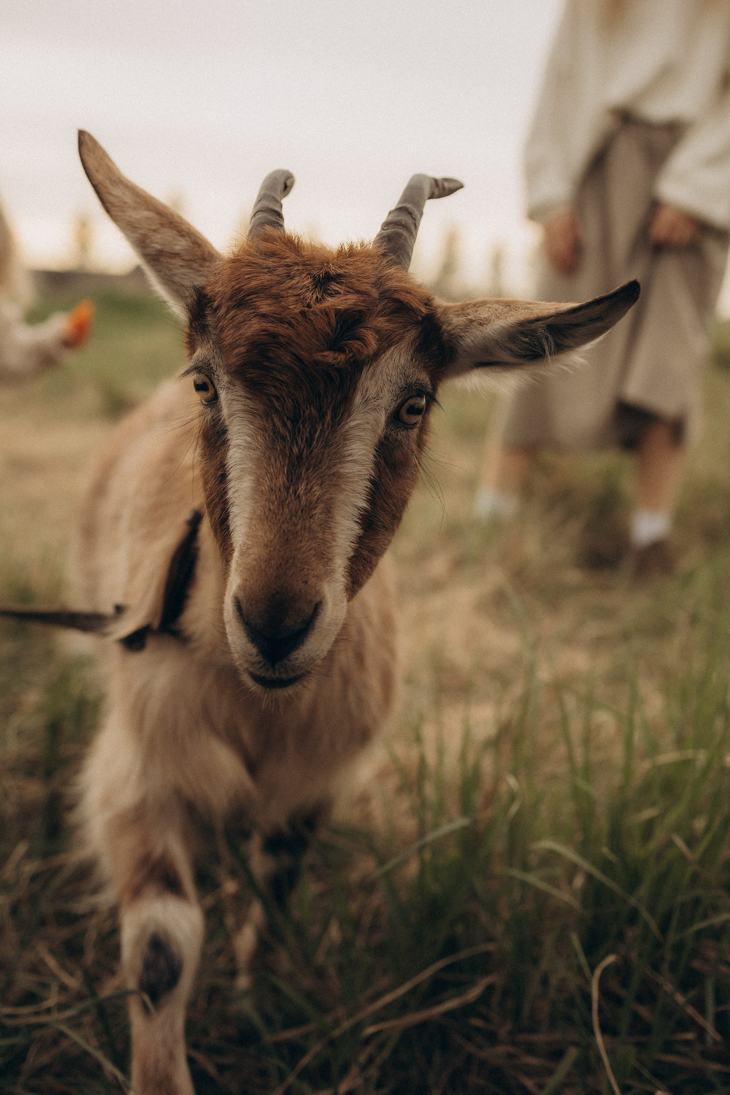 Семейная в поле. Эльвира Галимьянова — семейный фотограф Екатеринбурга