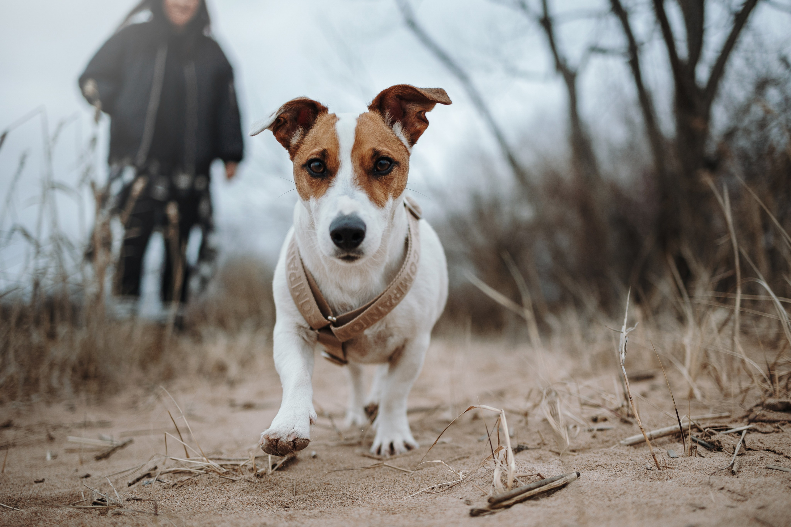 Саша и Джеки. Фотограф — Анималист | Санкт-Петербург