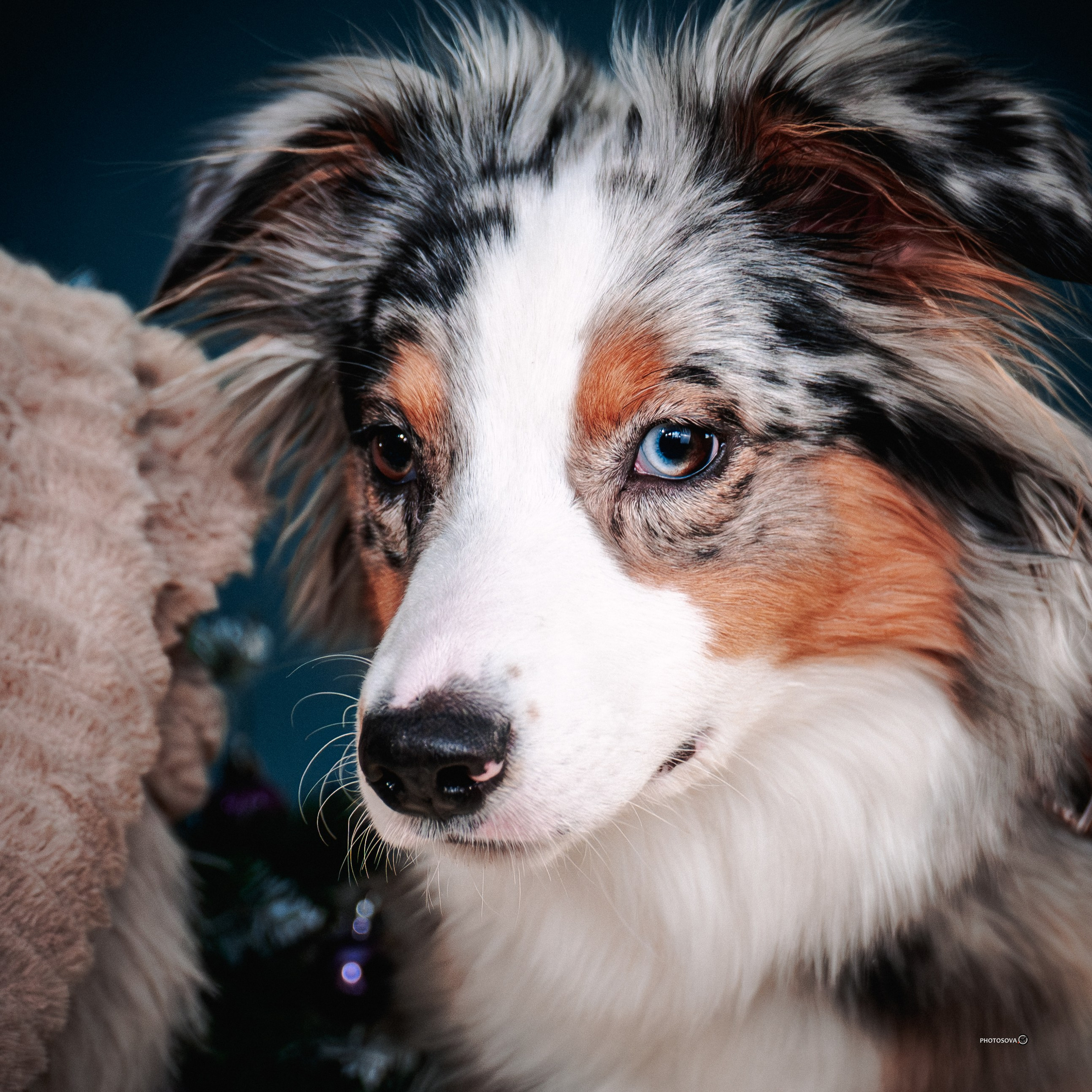 ФОТОПАМЯТЬ ВАШИХ ЭМОЦИЙ. Фотограф-анималист, семейный фотограф в Москве и Подмосковье. Фотосъёмка кинологических дисциплин