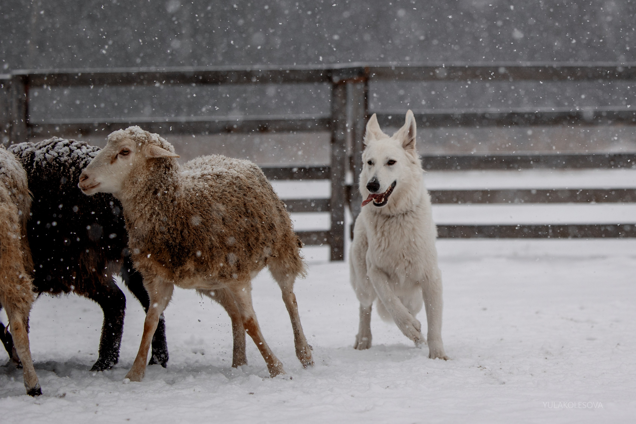 Пастуший интенсив, ноябрь 2024. YULA KOLESOVA | Фотограф — Анималист | Художник | Тюмень